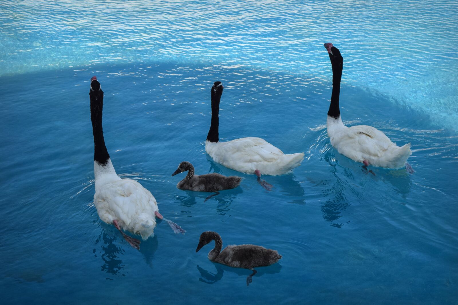 Nikon D3300 sample photo. Birds, ducks, pond photography
