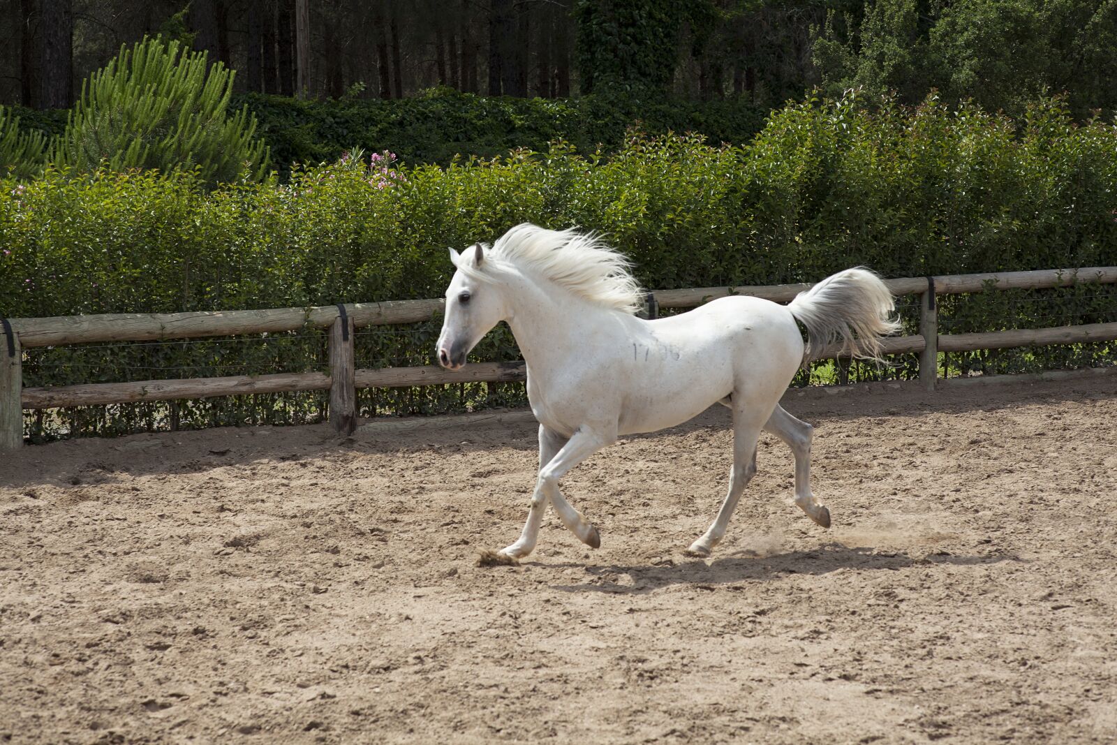 ZEISS Planar T* 85mm F1.4 sample photo. Horse, white, beautiful photography