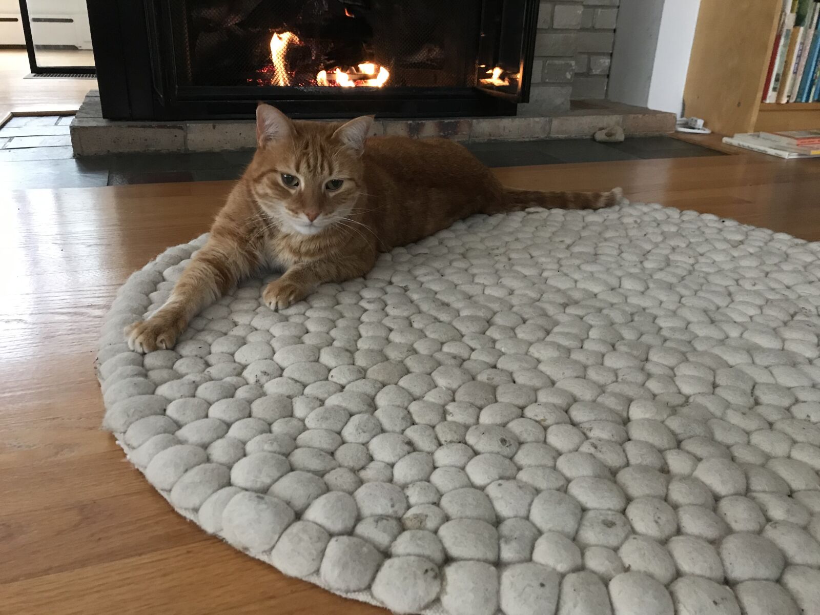 iPhone 7 back camera 3.99mm f/1.8 sample photo. Cat, rug, fire photography
