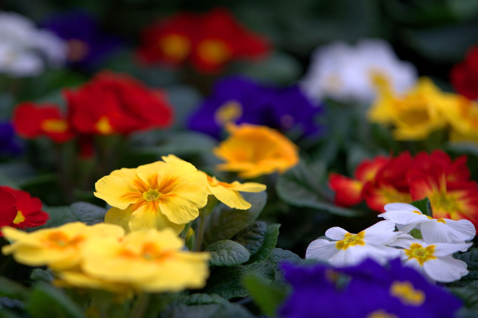 Sony a7 II + ZEISS Batis 85mm F1.8 sample photo. Spring, primrose, color photography