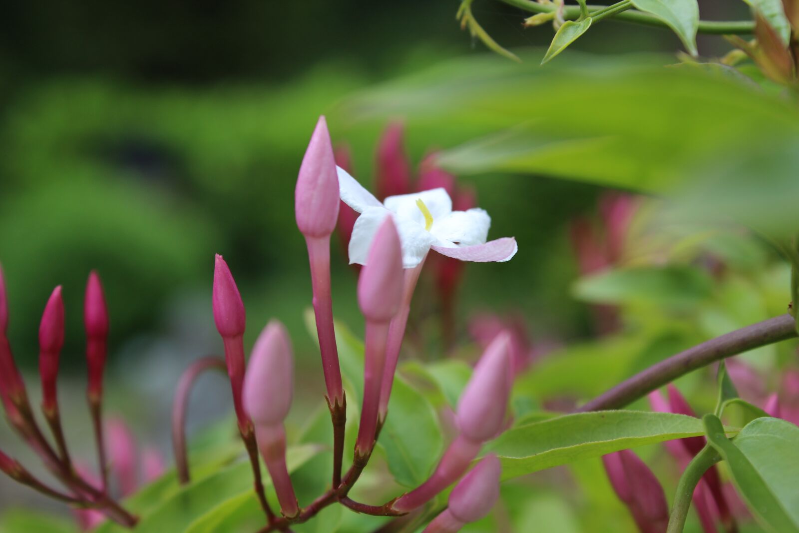 Canon EOS 1200D (EOS Rebel T5 / EOS Kiss X70 / EOS Hi) sample photo. Garden, jasmine, flowers photography