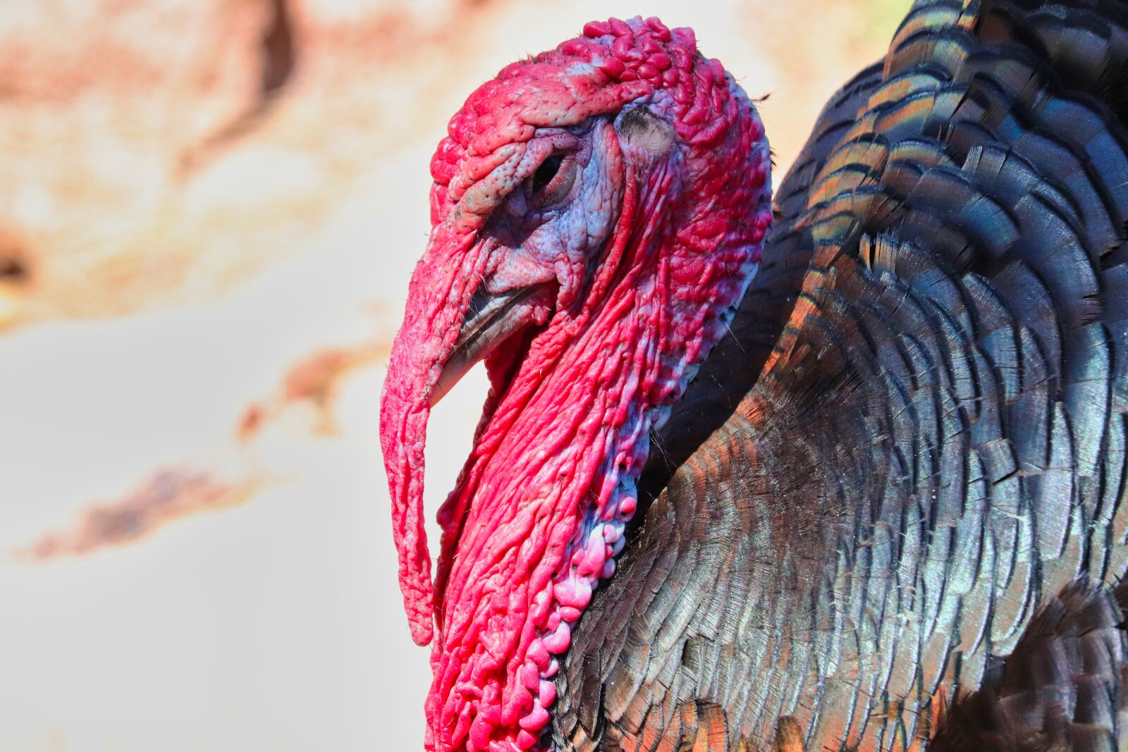 Canon EOS 200D (EOS Rebel SL2 / EOS Kiss X9) sample photo. Turkey, wild, bird photography