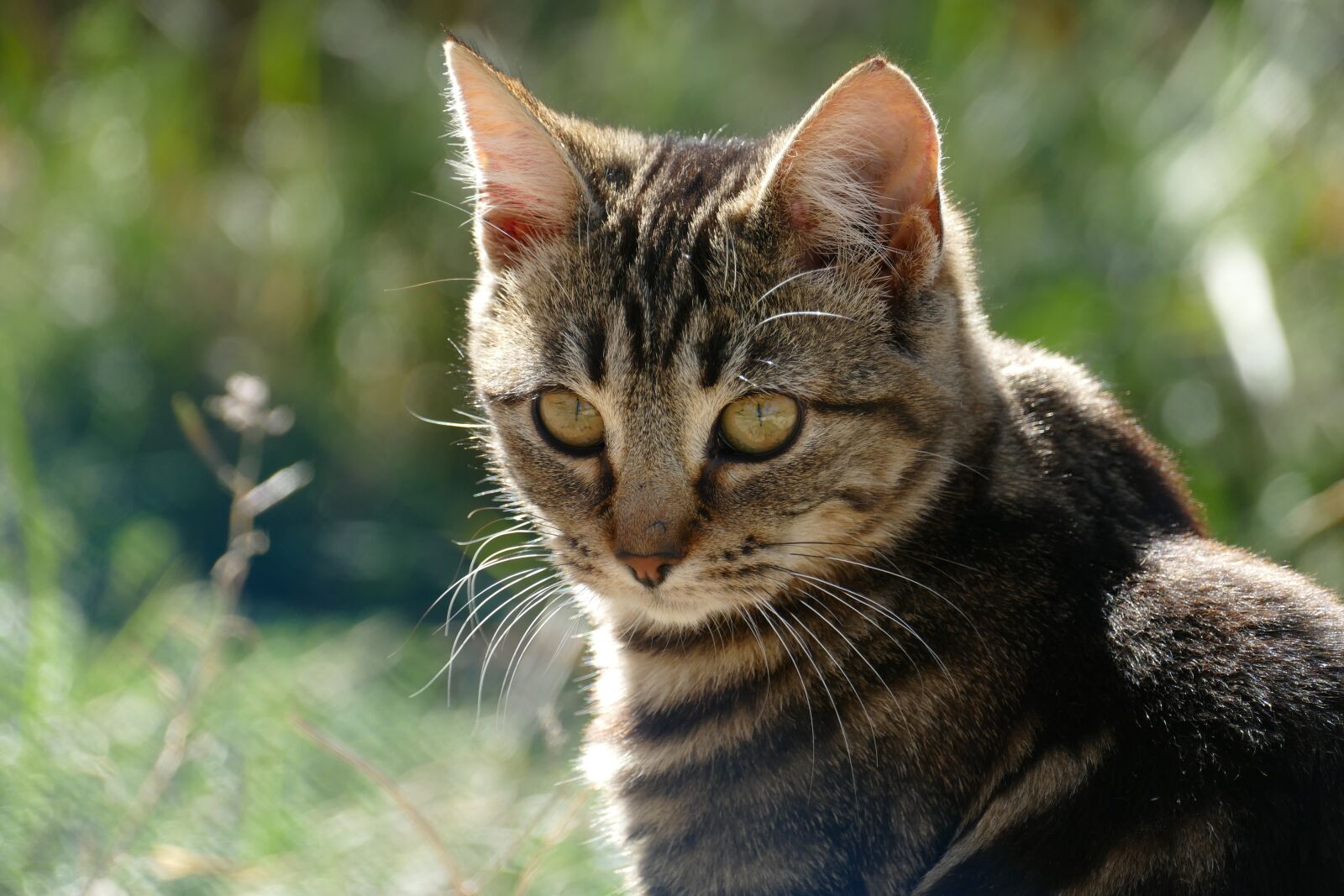 Panasonic Lumix DMC-FZ1000 sample photo. Cat, pet, fauna photography
