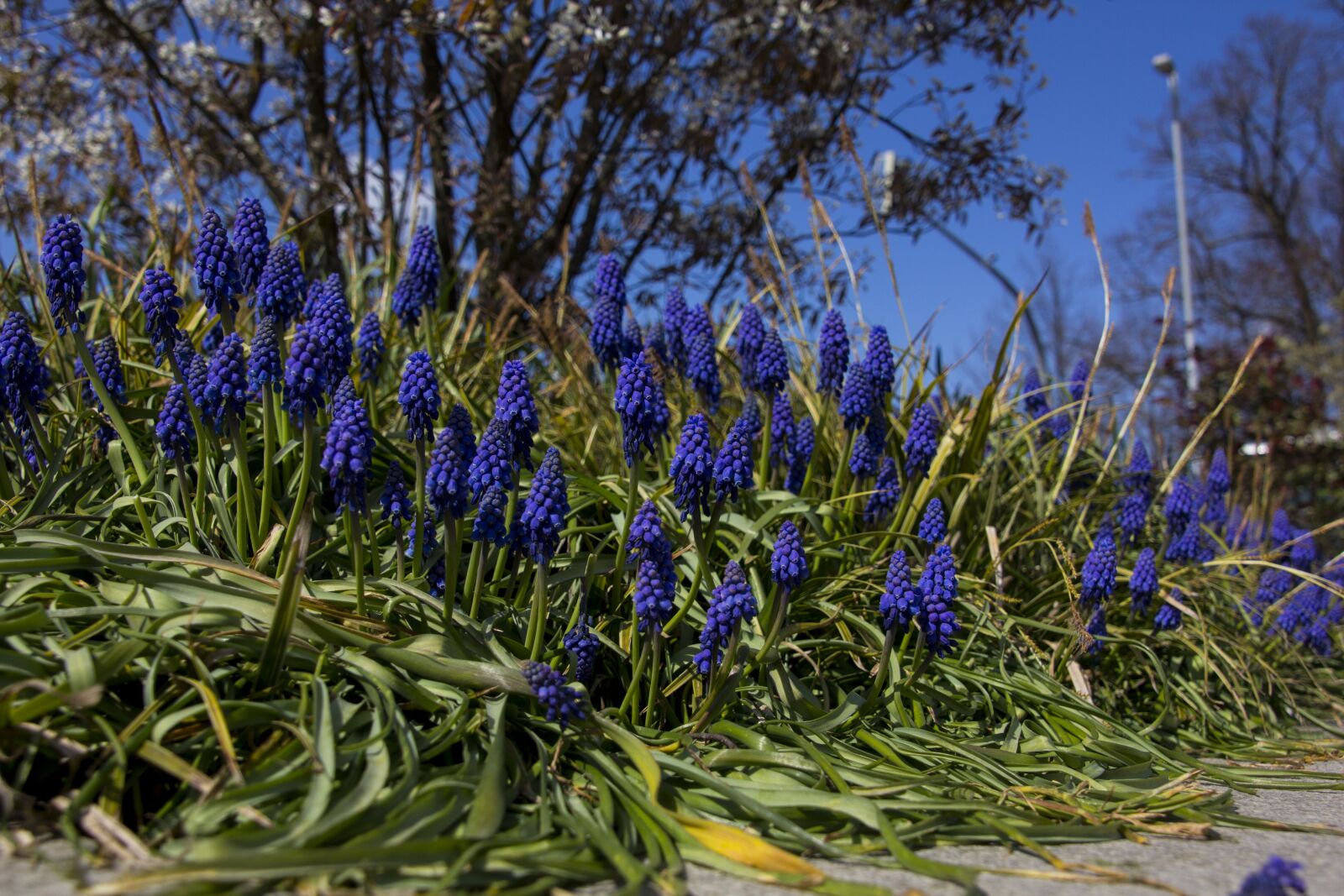 Canon EOS 60D sample photo. Flower, grape hyacinth, plant photography