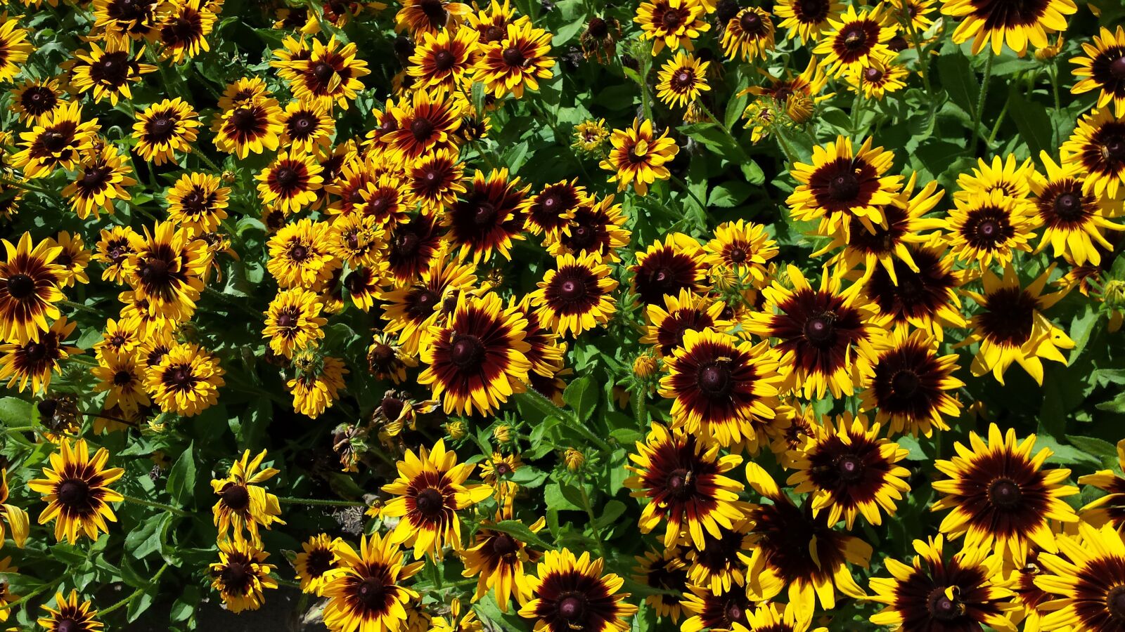 Samsung Galaxy S4 sample photo. Flowers, yellow, spring photography