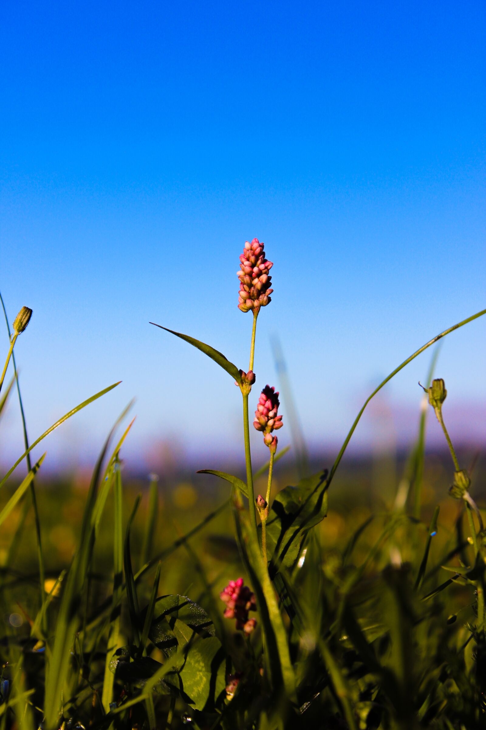 Canon EOS 600D (Rebel EOS T3i / EOS Kiss X5) sample photo. Flower, nature, summer photography