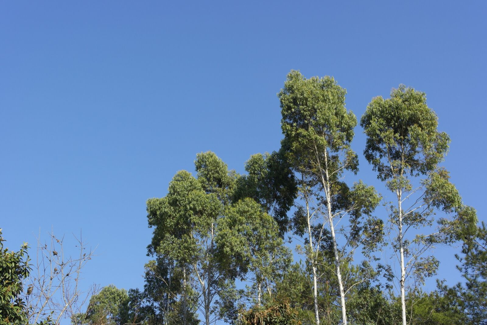 Samsung NX1000 sample photo. Blue sky, trees, upright photography