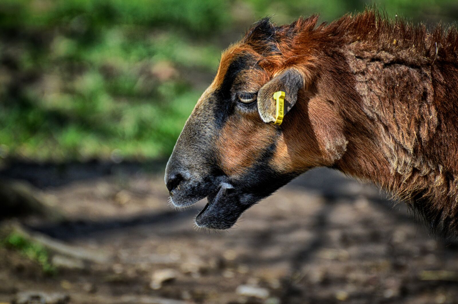 Nikon D3200 sample photo. Sheep, animal, nature photography