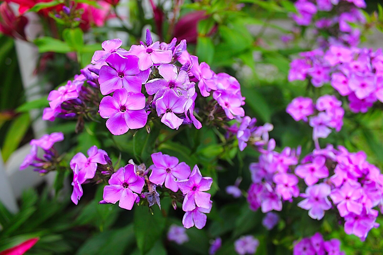 Canon EOS 1100D (EOS Rebel T3 / EOS Kiss X50) sample photo. Purple flowers, purple, bloom photography