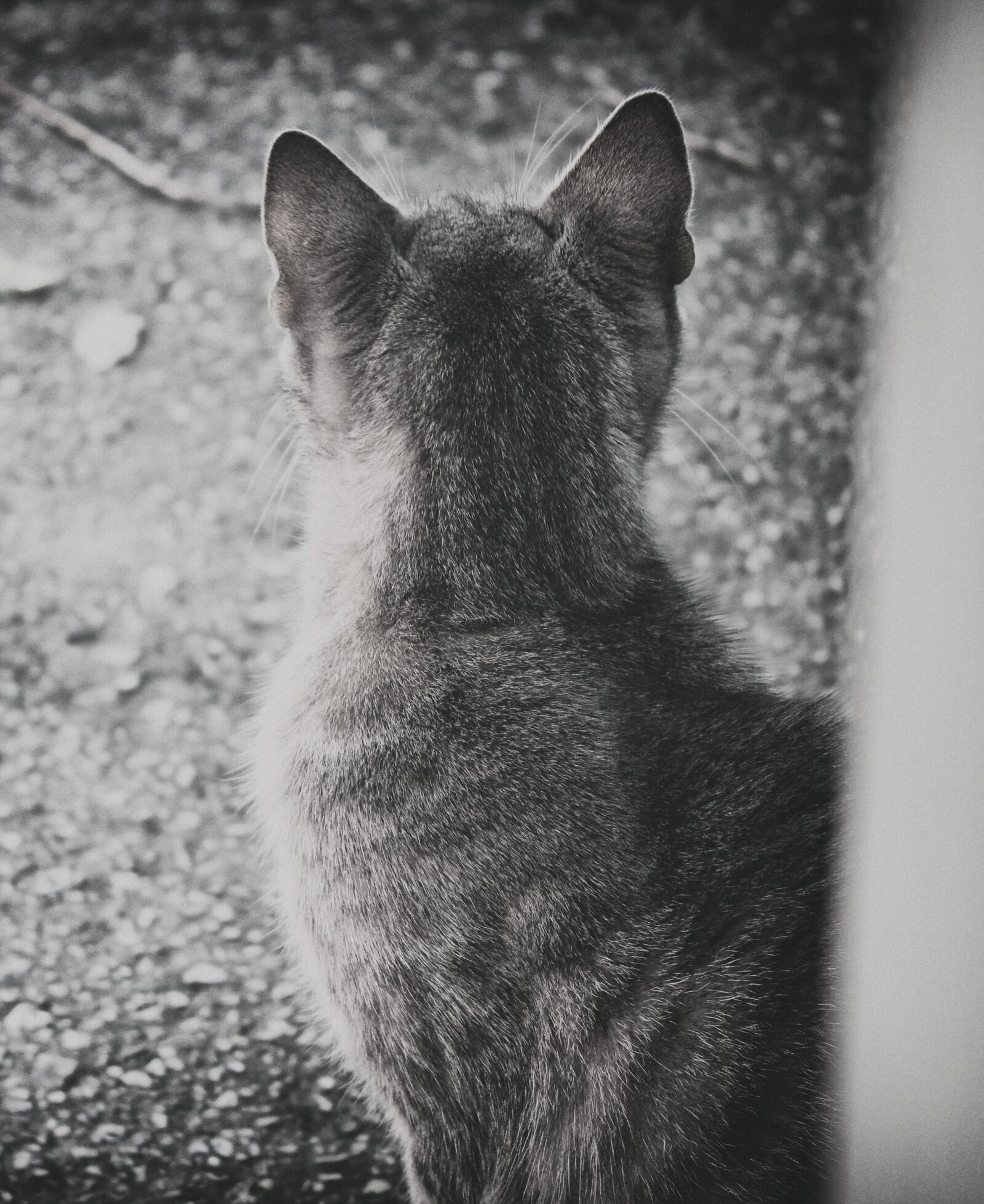 Canon EOS 600D (Rebel EOS T3i / EOS Kiss X5) sample photo. Cat, black, grey photography