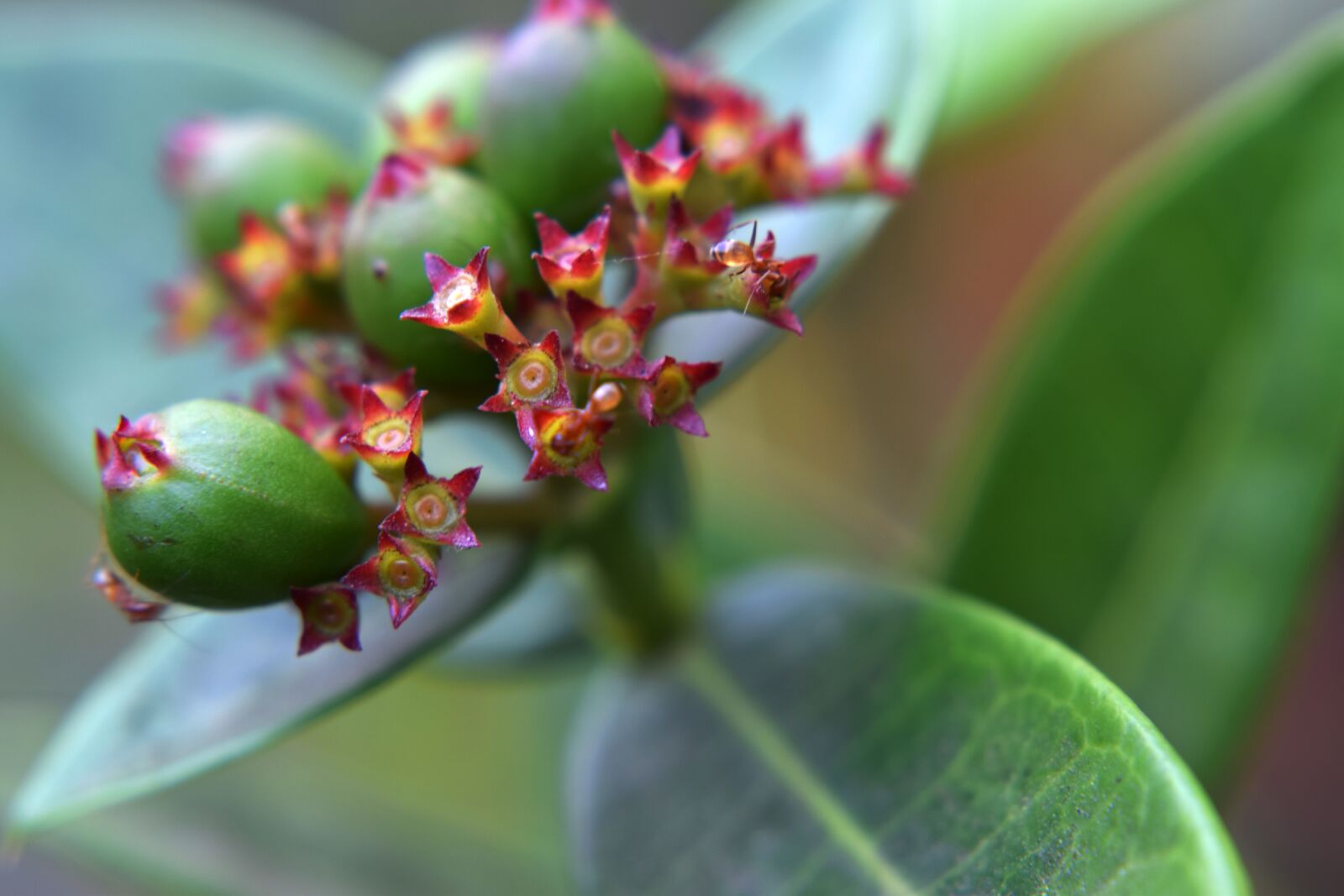 Nikon D3300 sample photo. Plant, ants, nature photography
