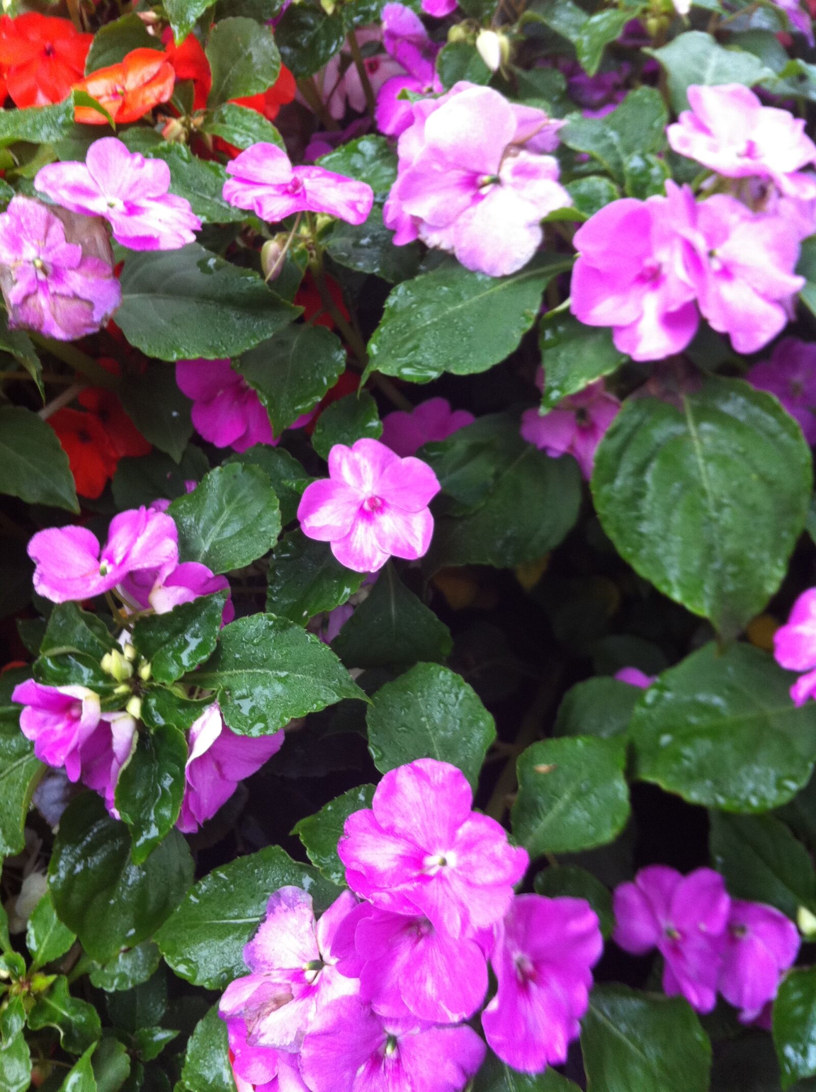 Apple iPhone 4 sample photo
