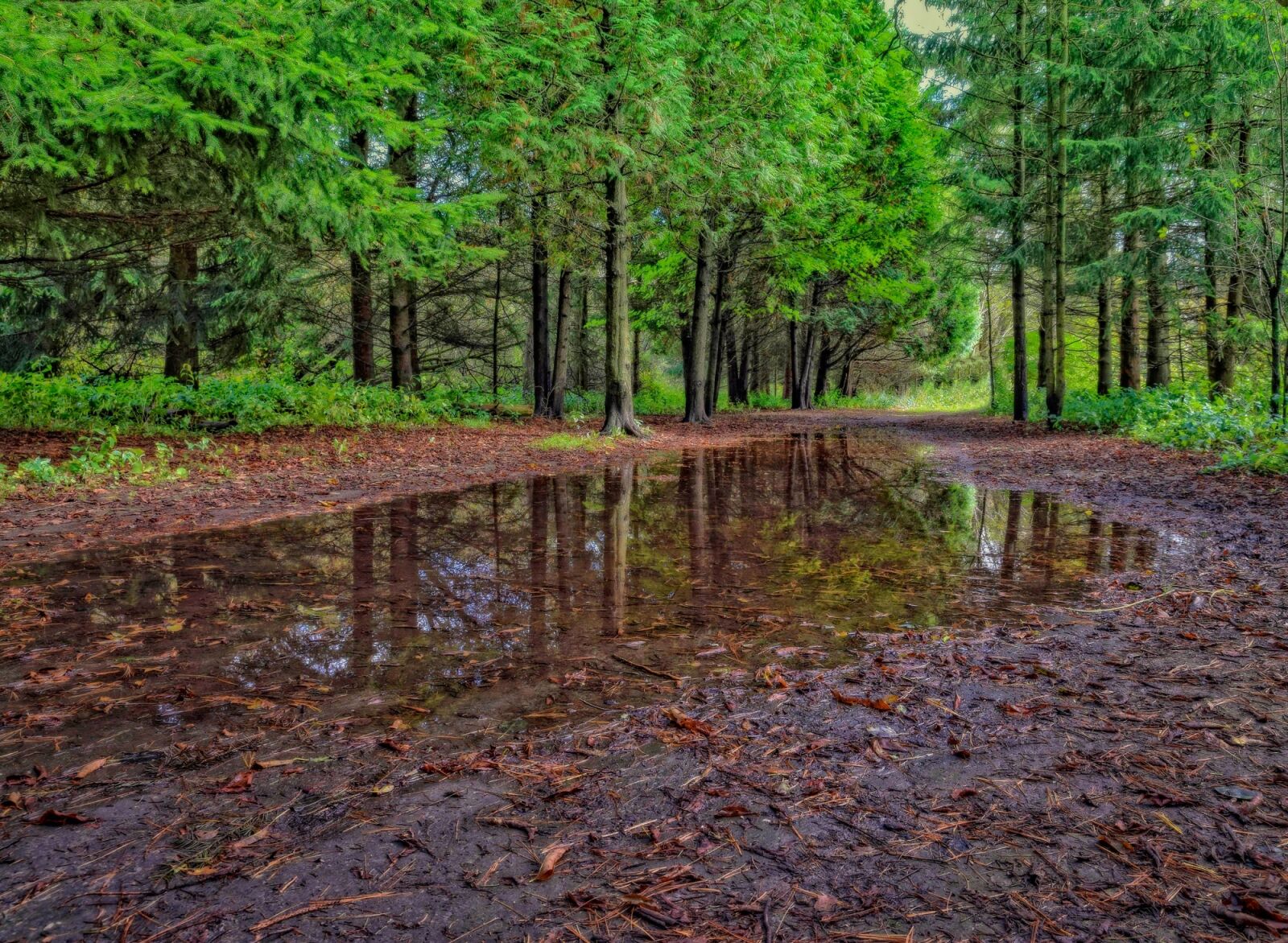 Nikon D3300 sample photo. Nature, trees, natural photography