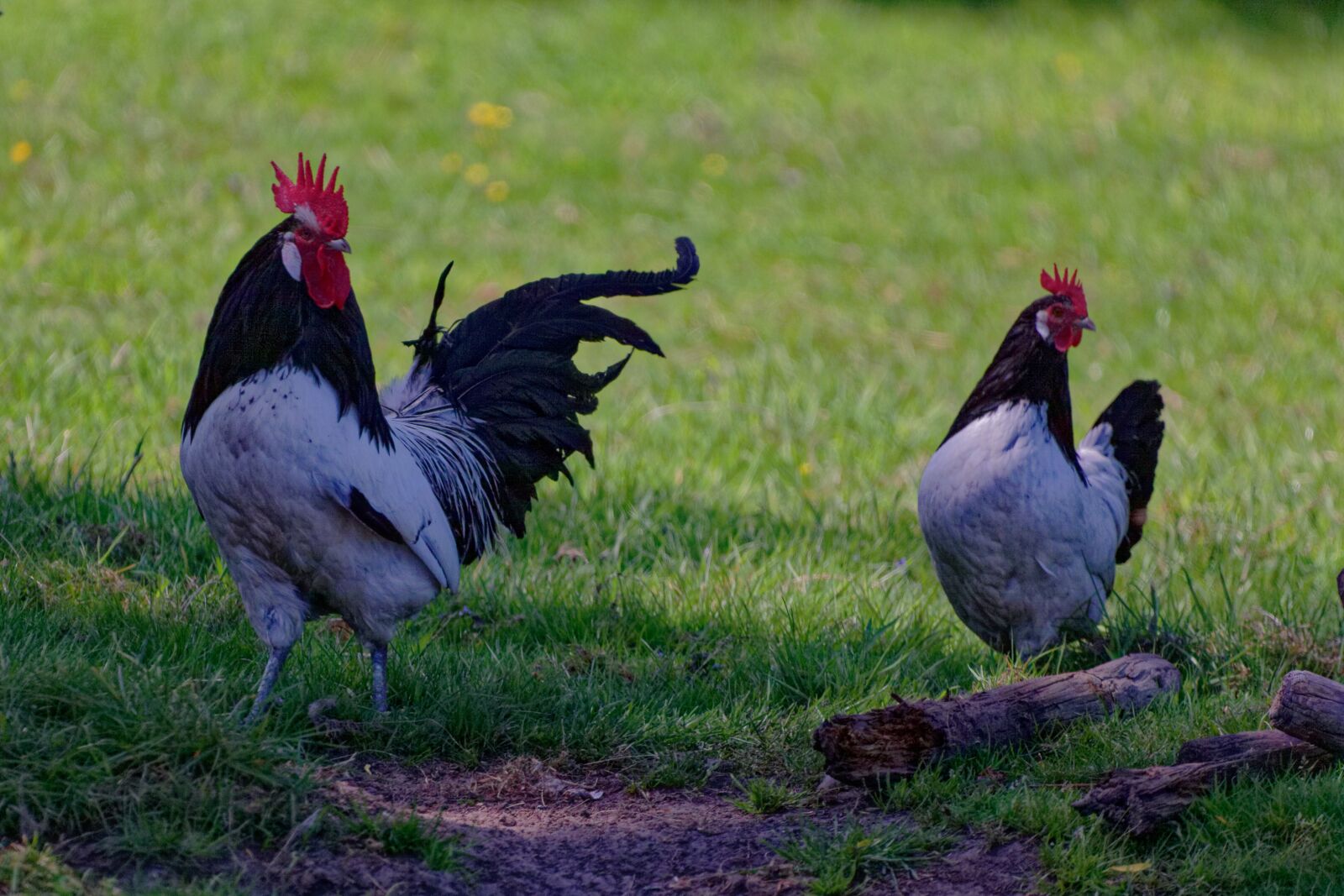 Canon EOS 5D Mark II sample photo. Rooster and hen, couple photography