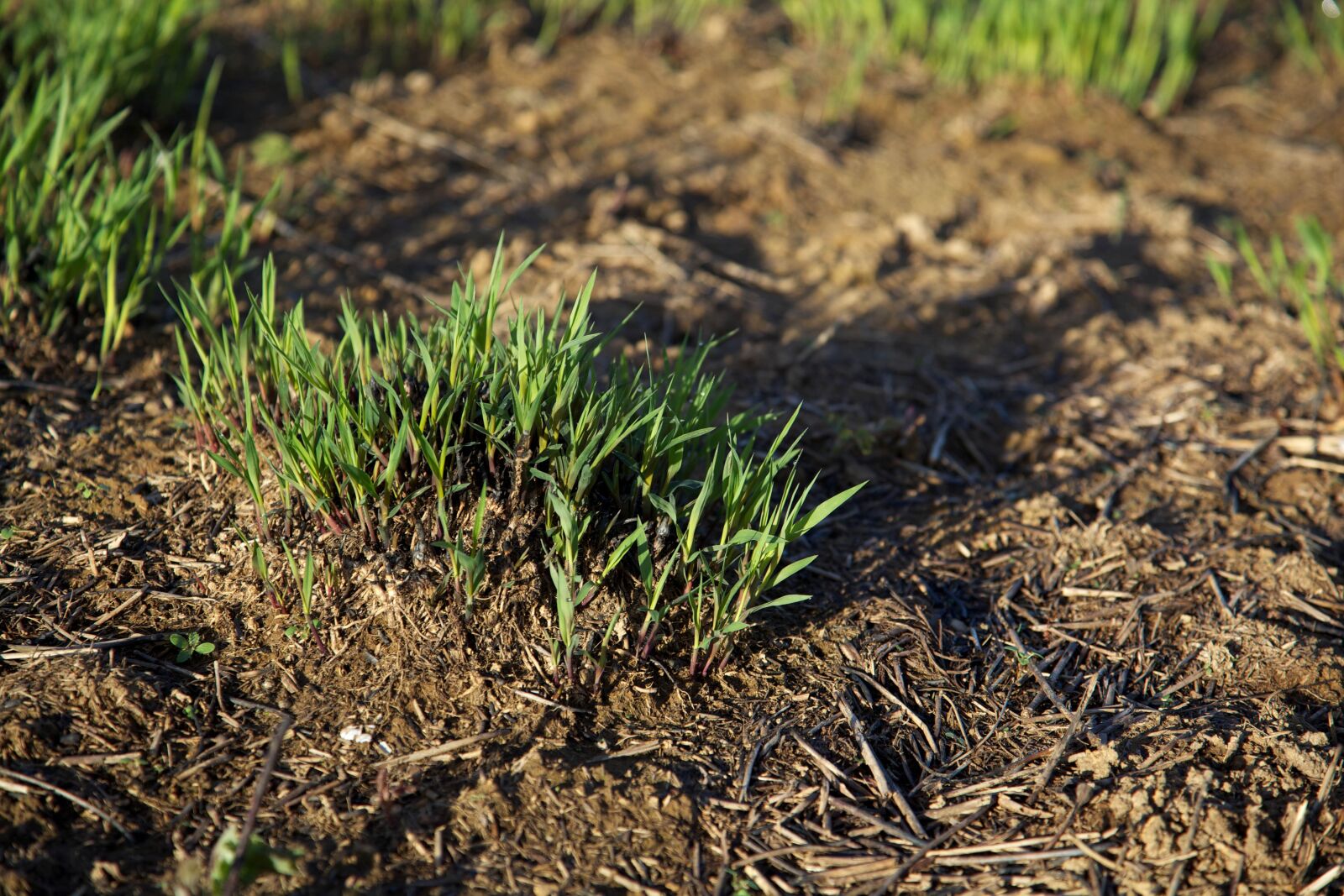 Canon EOS 5D Mark II sample photo. Dark, green grass, grown photography