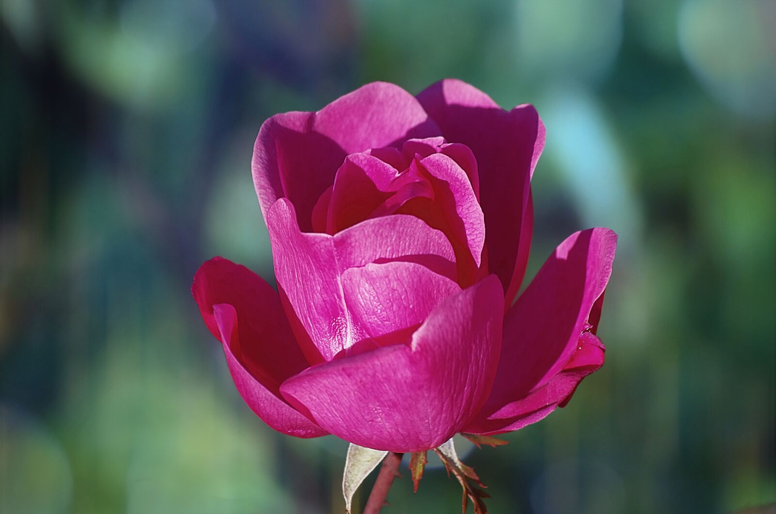 Pentax K-5 II sample photo. Rose, flower, petal photography