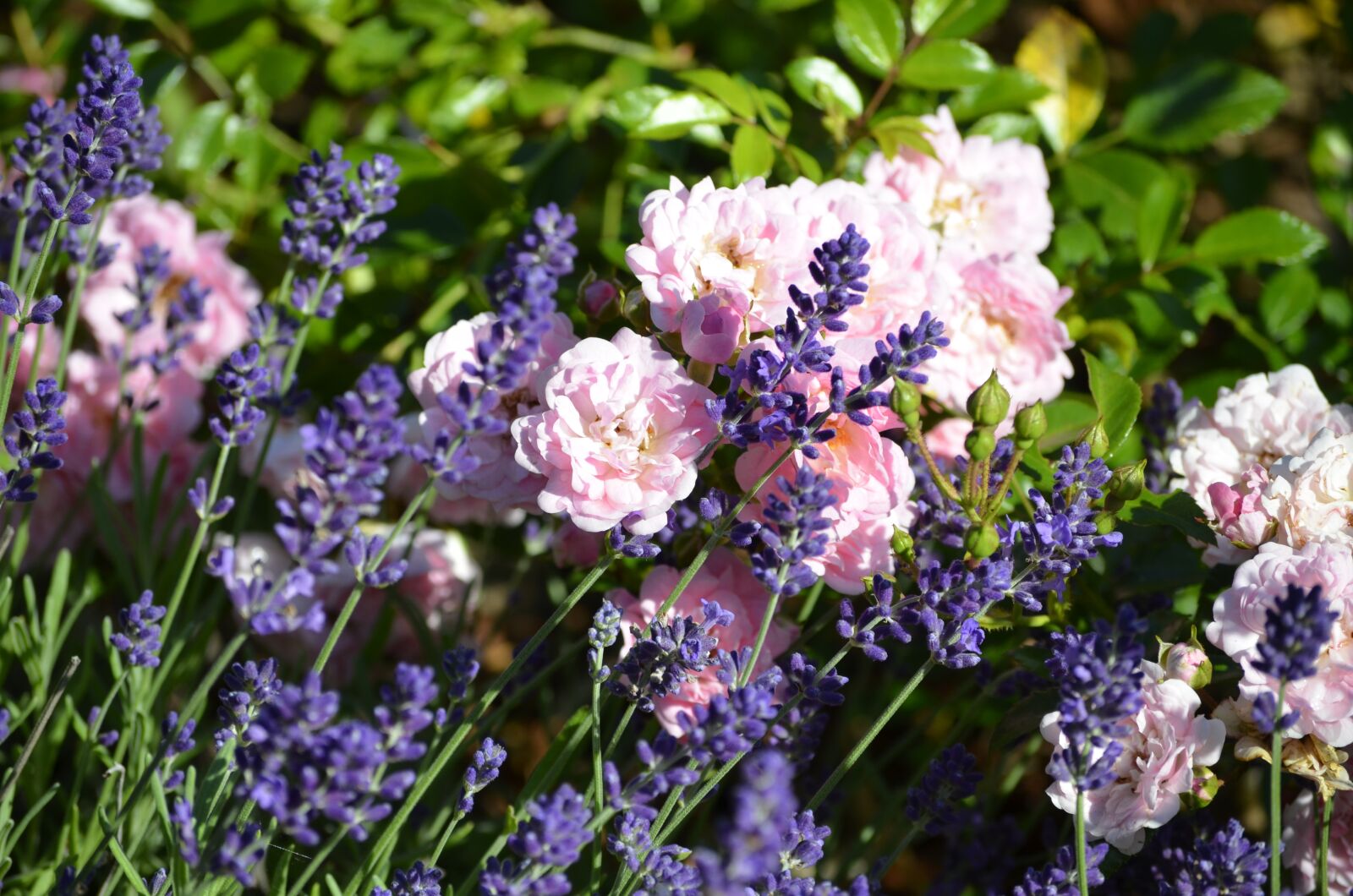 Nikon D5100 sample photo. Lavender and roses, pink photography