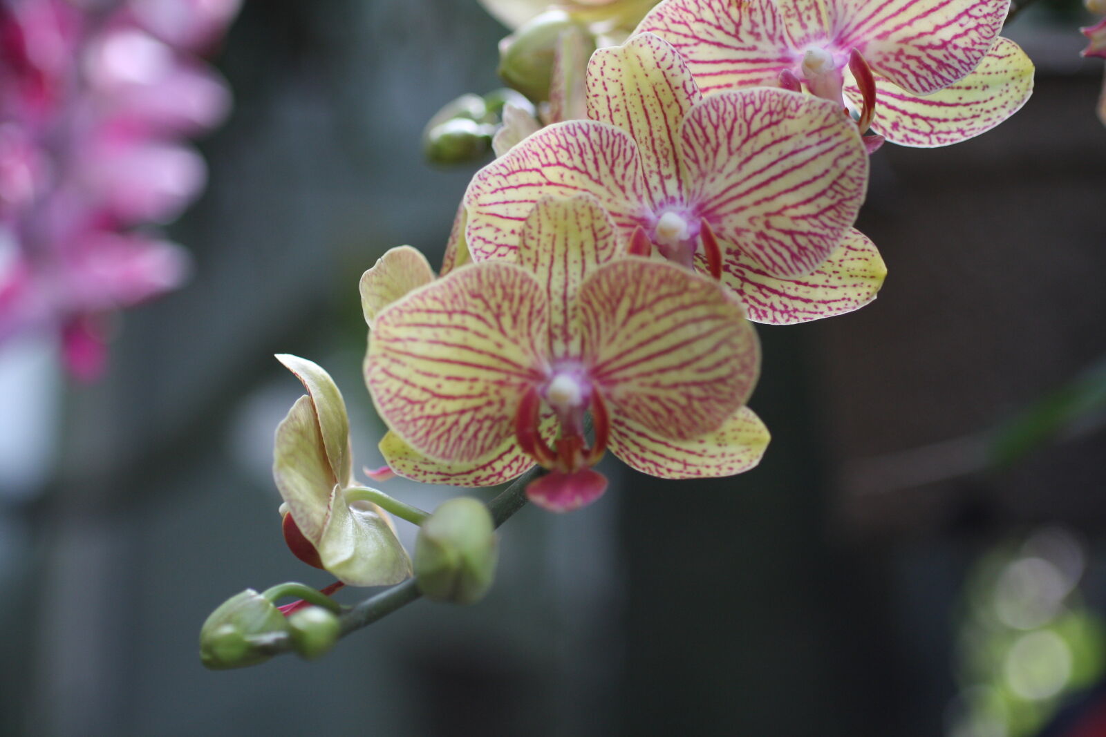 Sigma 50mm f/2.8 EX sample photo