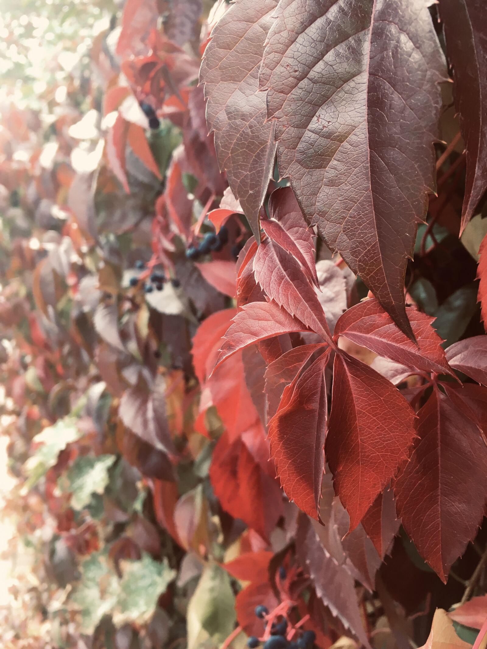 Apple iPhone SE (1st generation) sample photo. Nature, colorful, autumn colours photography