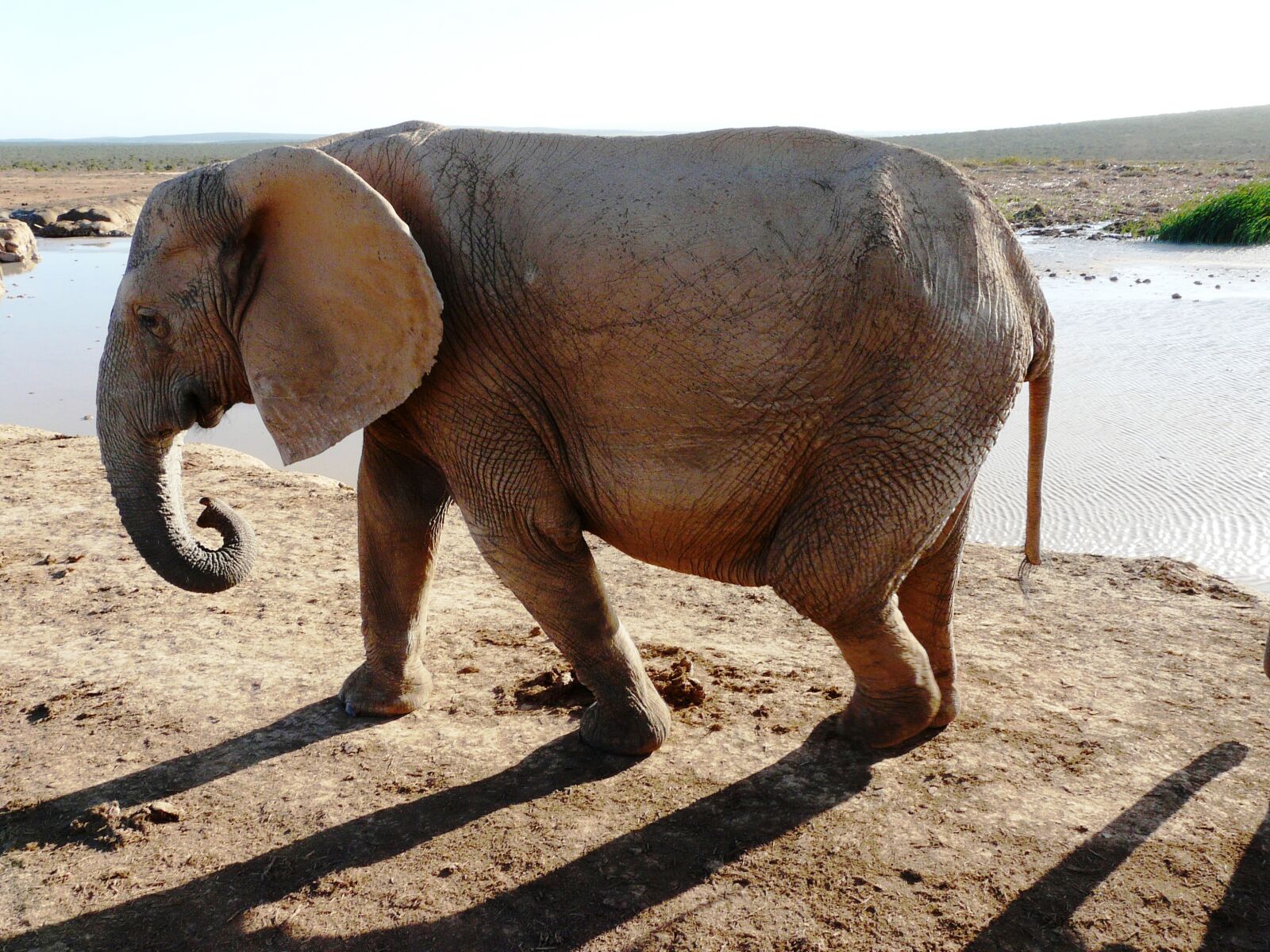 Panasonic DMC-FZ18 sample photo. Elephant, national park, addo photography