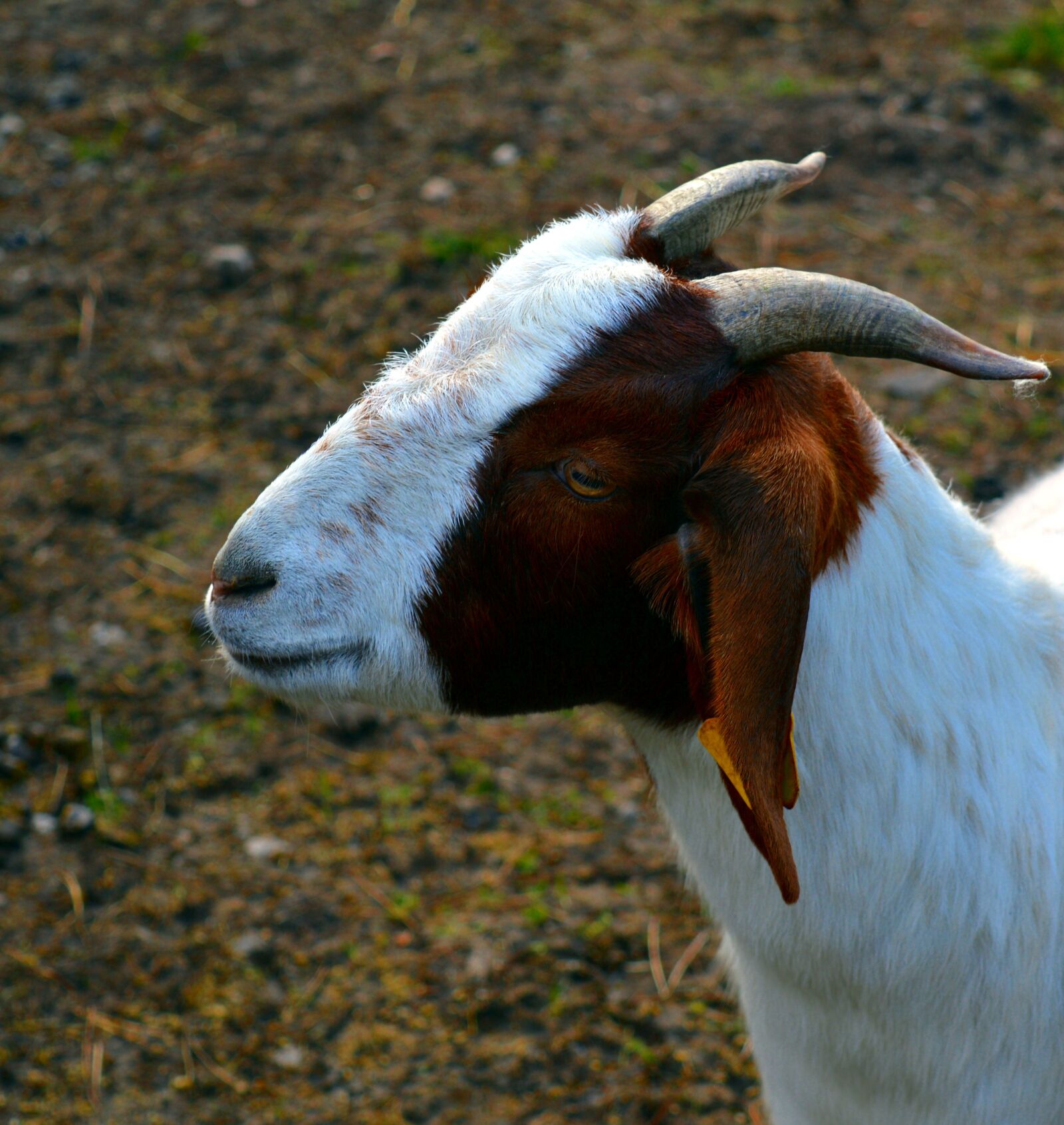 Nikon D3200 sample photo. Goat, billy goat, goatee photography