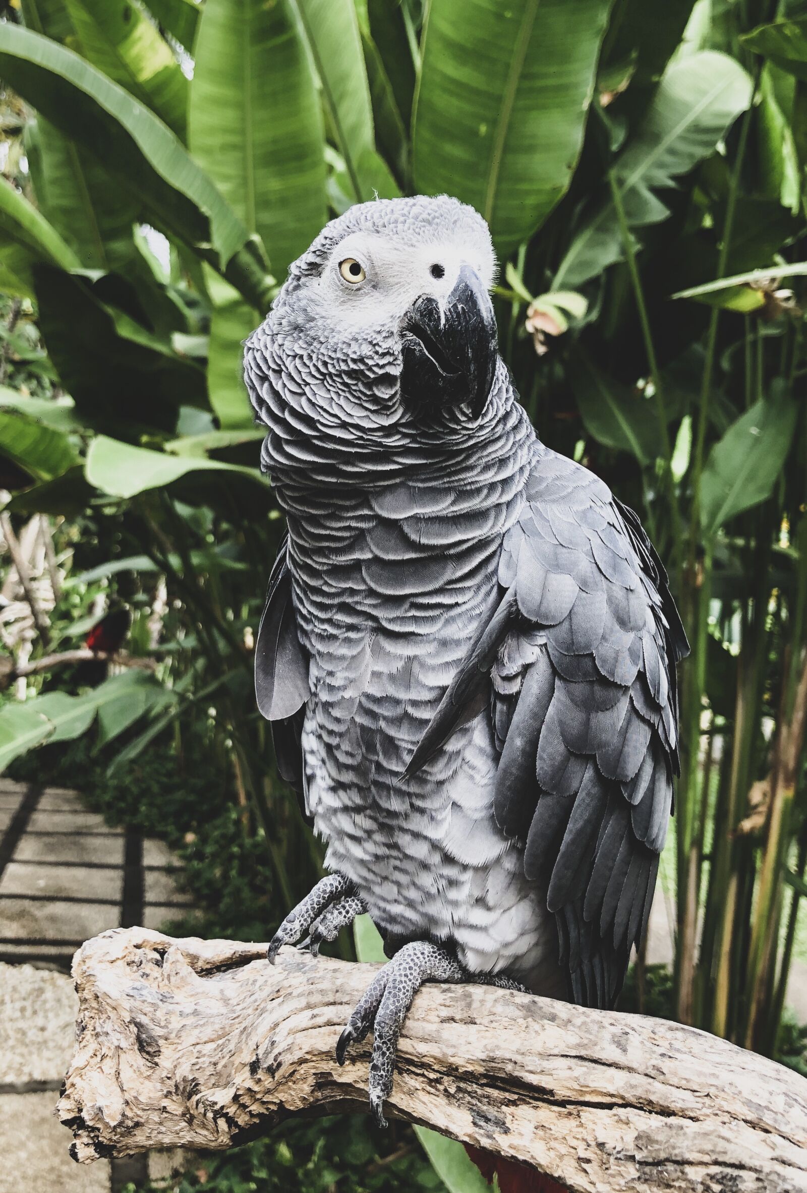 iPhone 8 Plus back dual camera 3.99mm f/1.8 sample photo. Banana, bush, parrot photography