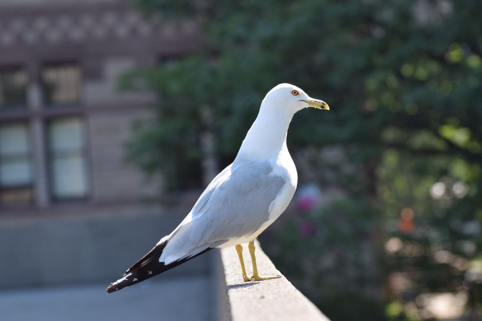 Nikon D5300 sample photo. Seagull, neck, bird photography