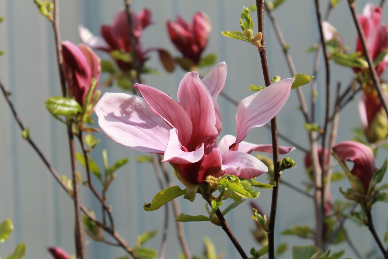 Canon EOS 1100D (EOS Rebel T3 / EOS Kiss X50) sample photo. Flower, bloom, spring photography