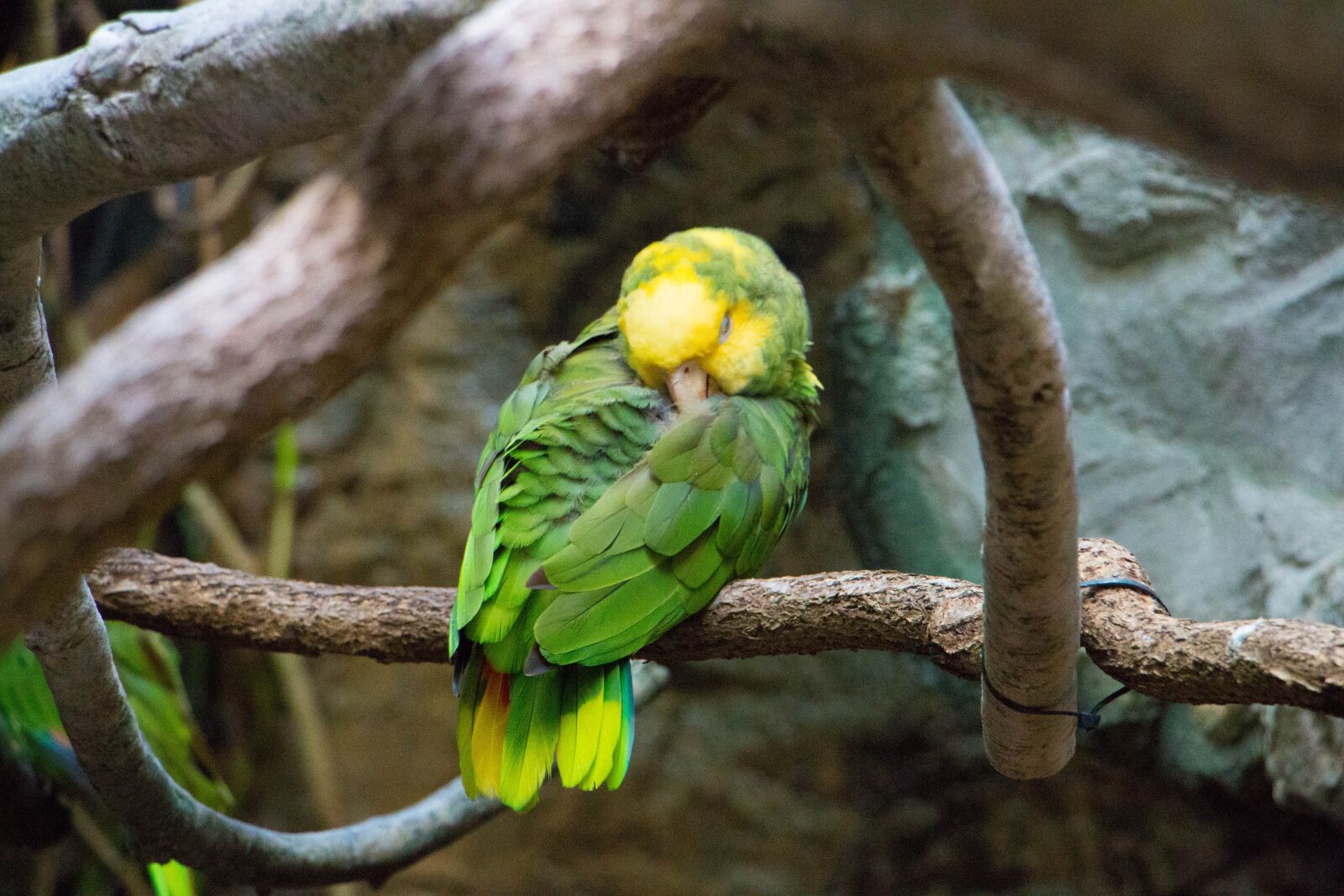 Canon EOS 70D sample photo. Amazon, parrot, jungle photography