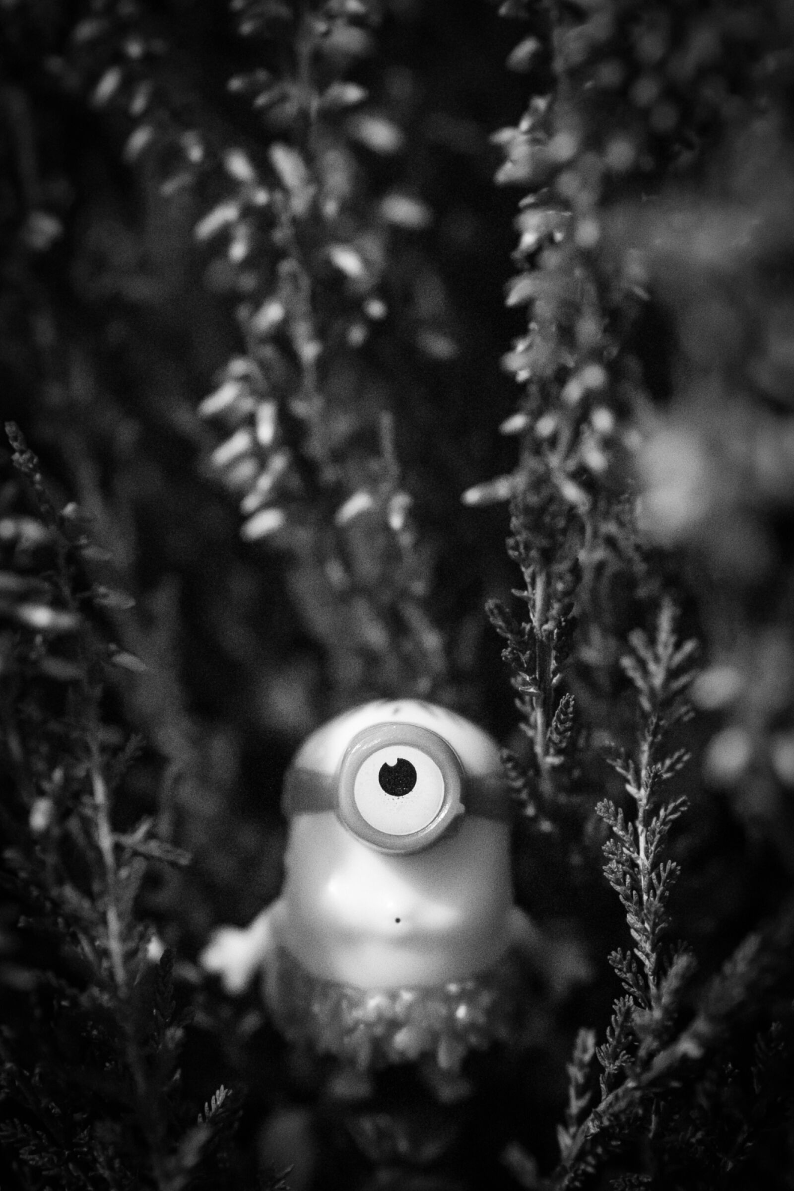Canon EF 50mm F1.4 USM sample photo. Minion, popeq photography