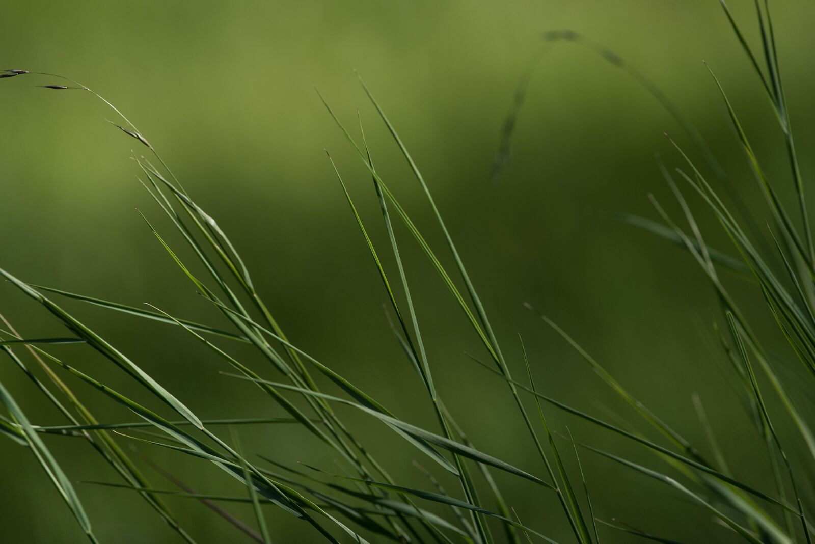Nikon D750 sample photo. Grass, green, meadow photography