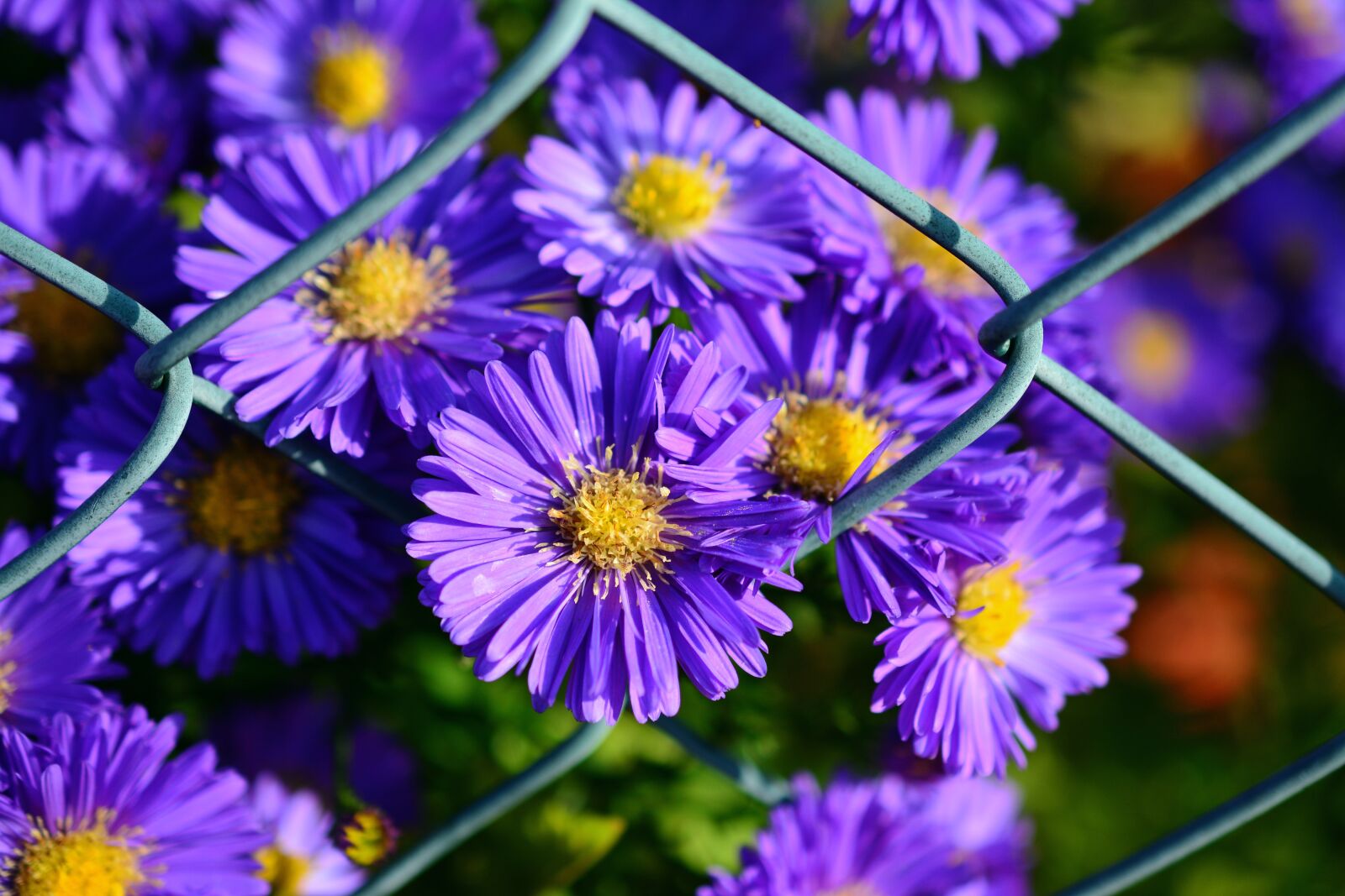 Nikon D5200 sample photo. Herbstastern, autumn flowers, garden photography