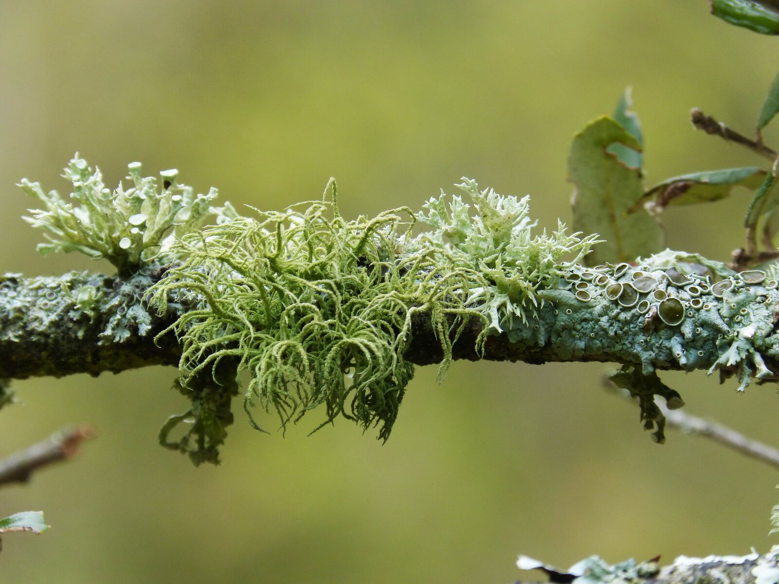 Panasonic DMC-FZ62 sample photo. Branch, lichen, lichens photography
