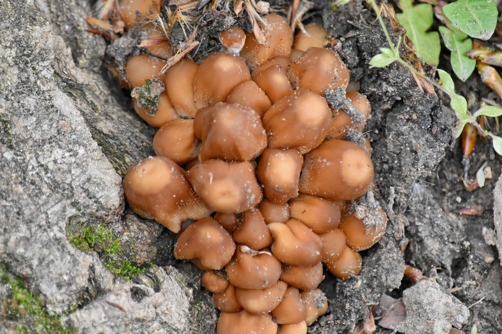 Nikon D5500 sample photo. Light brown, fungus, mushroom photography