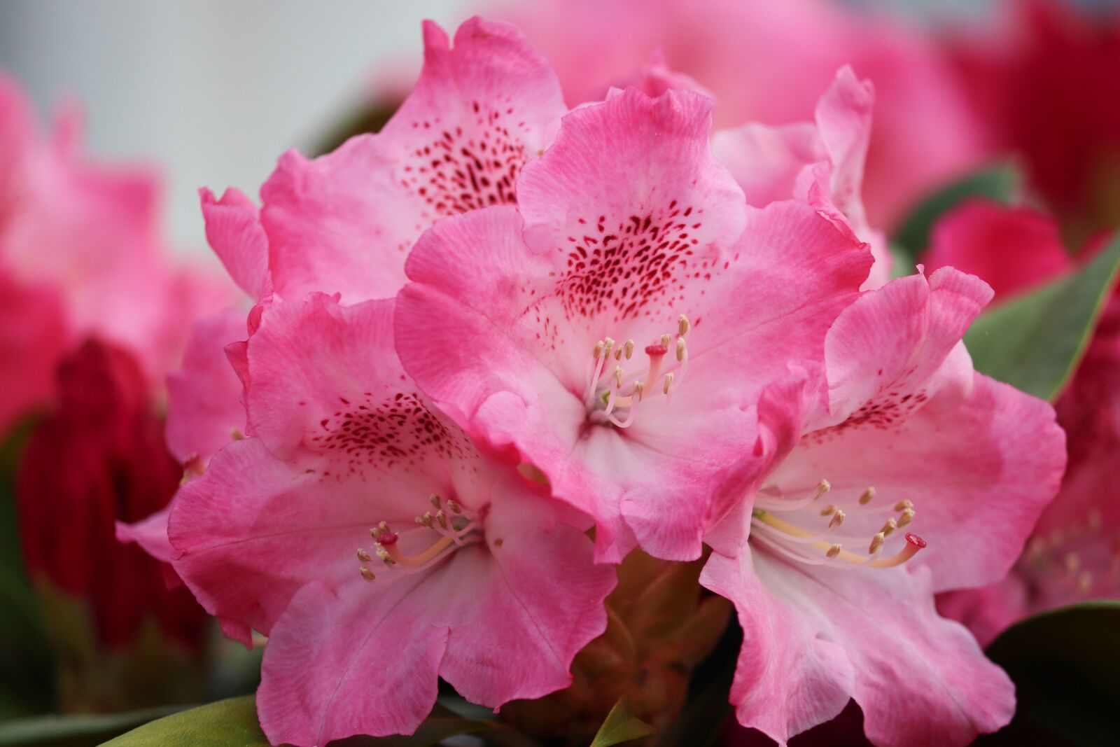 Canon EOS 200D (EOS Rebel SL2 / EOS Kiss X9) sample photo. Rhododendron, blossom, bloom photography