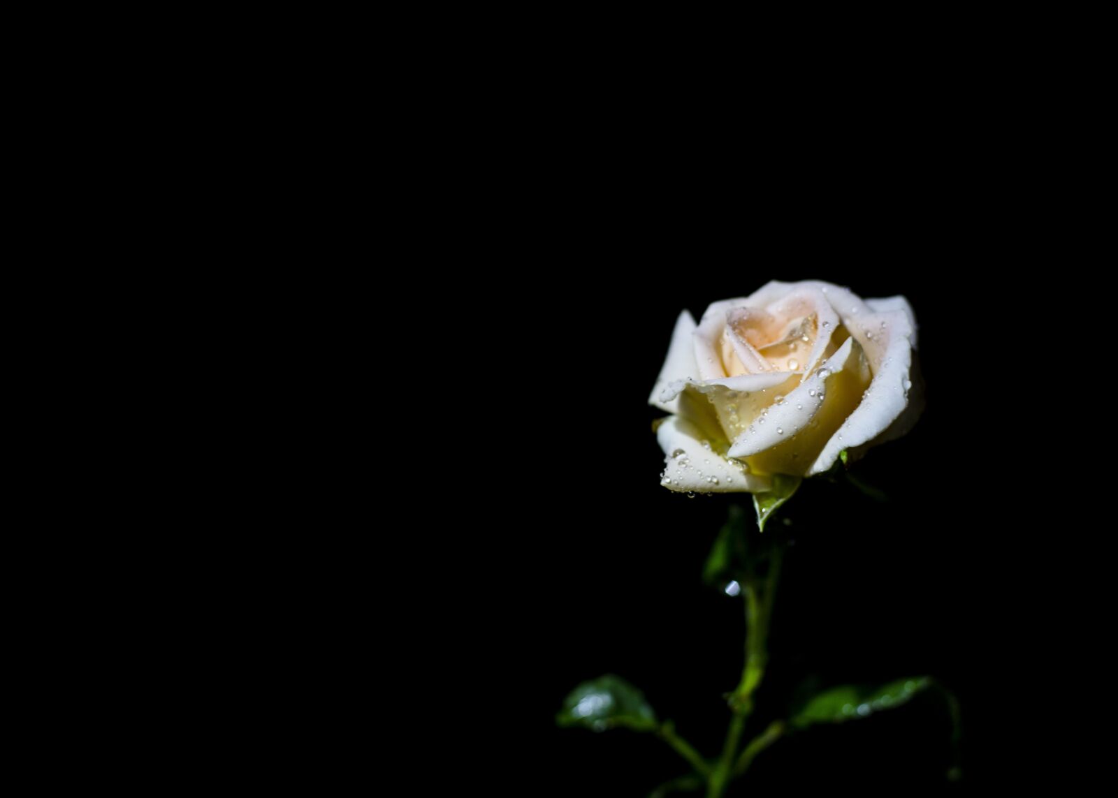 Canon EOS 6D sample photo. Rose, night, flower photography