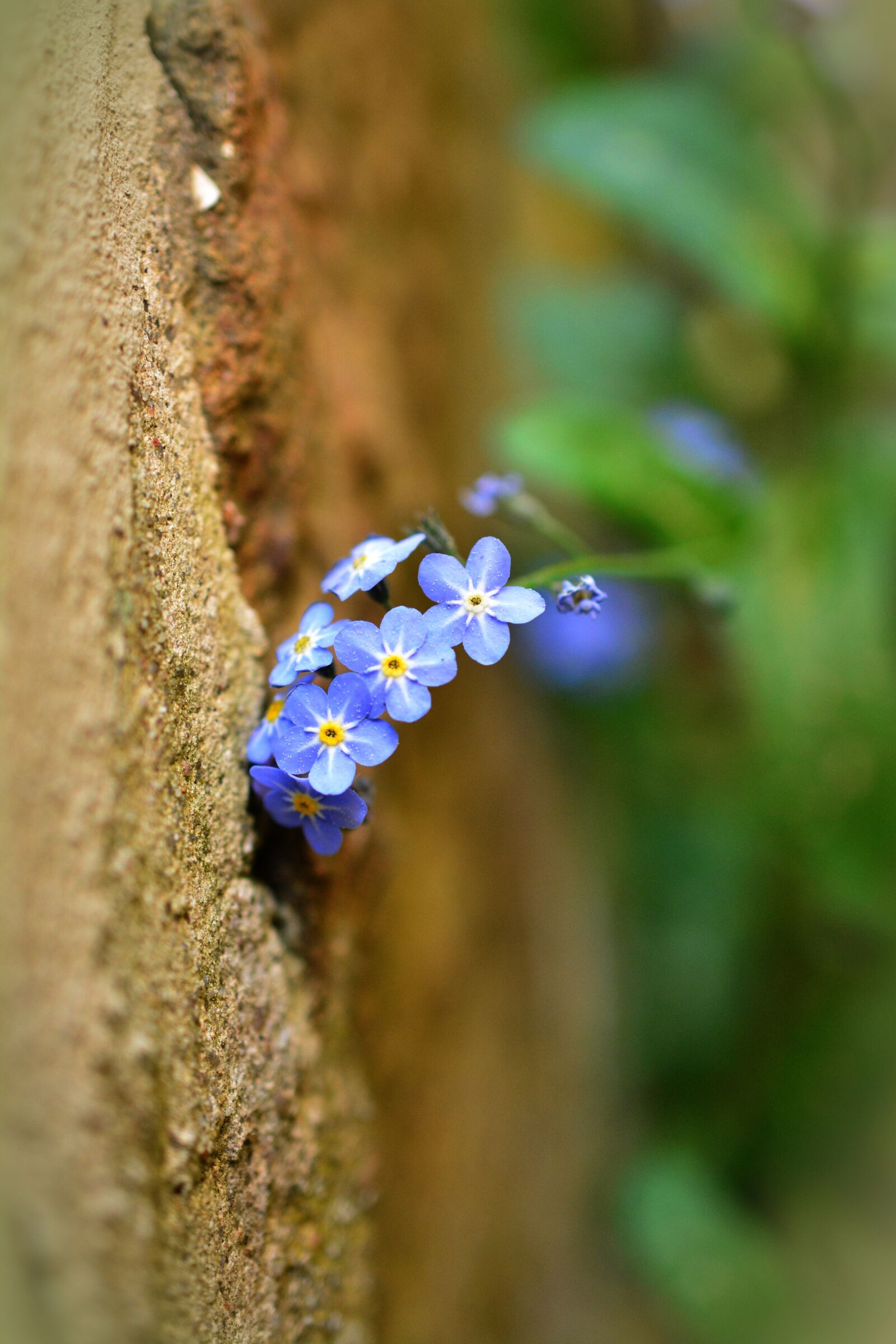 Nikon D5200 sample photo. Forget me not, myosotis photography