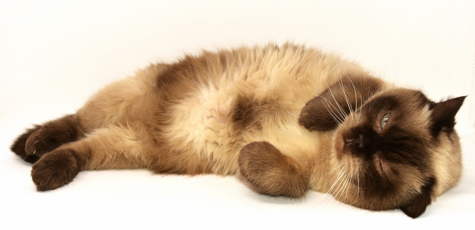 Nikon D7200 sample photo. British shorthair, cat, pet photography