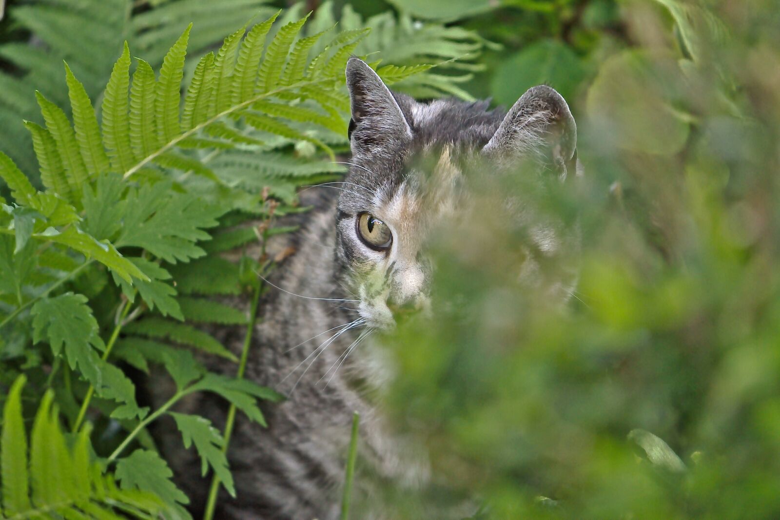 Nikon D5600 sample photo. Cat, colorful, domestic cat photography