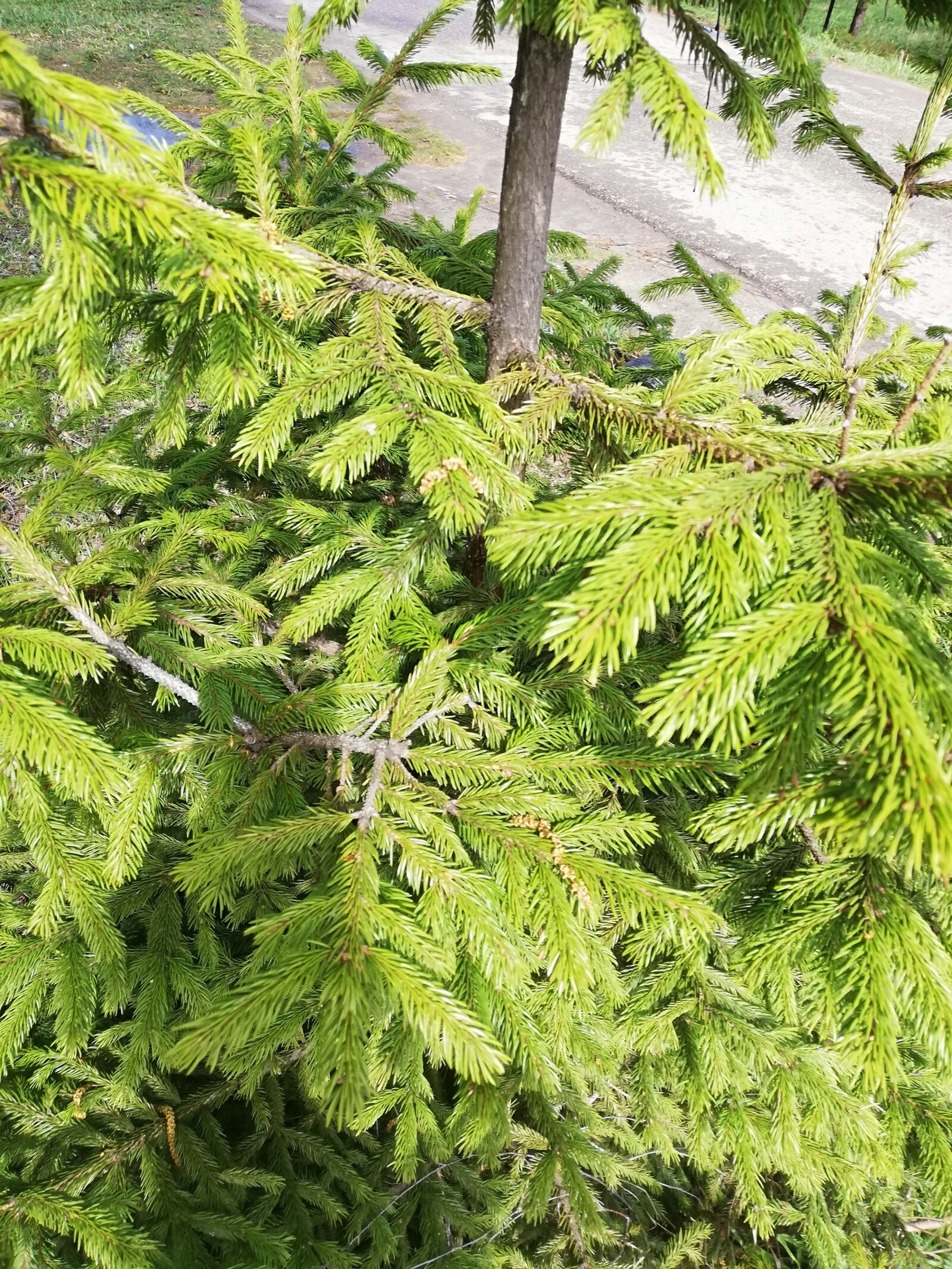 HUAWEI P20 lite sample photo. Christmas tree, needles, sun photography