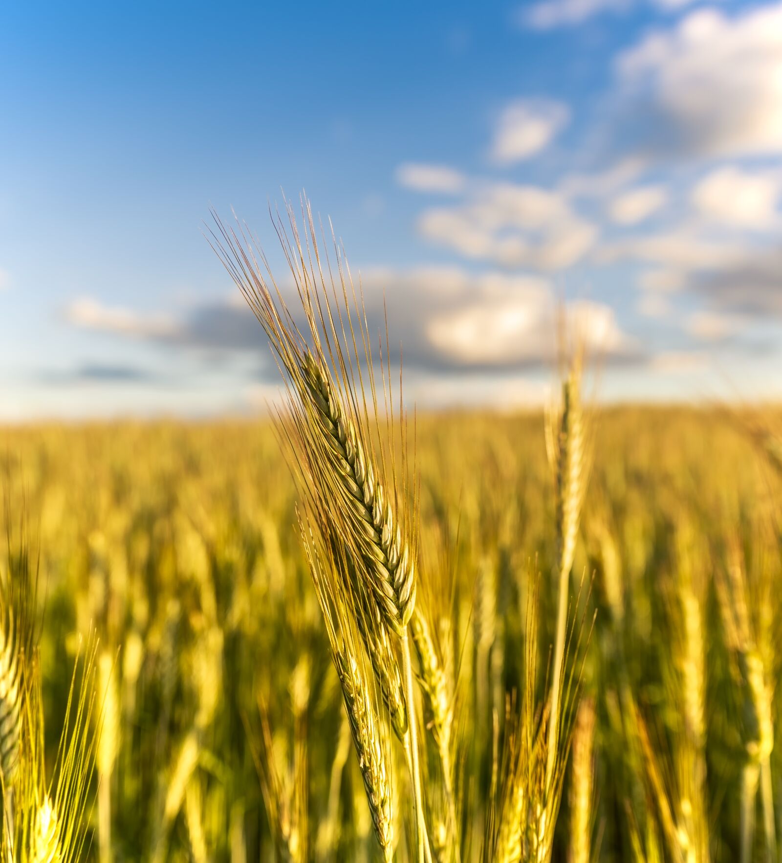 Tamron SP 24-70mm F2.8 Di VC USD sample photo. Fileds, wheat, food photography