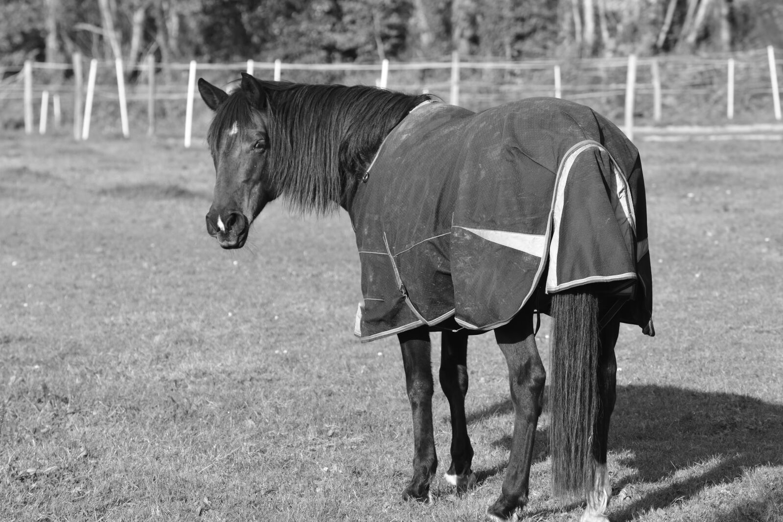 Nikon D610 sample photo. Cavalry, mammal, black and photography