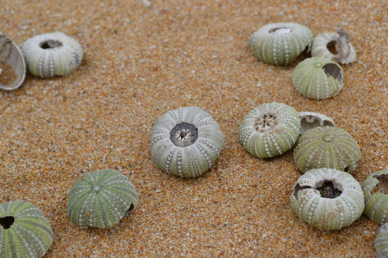 Nikon D3100 sample photo. Shell, beach, holiday photography