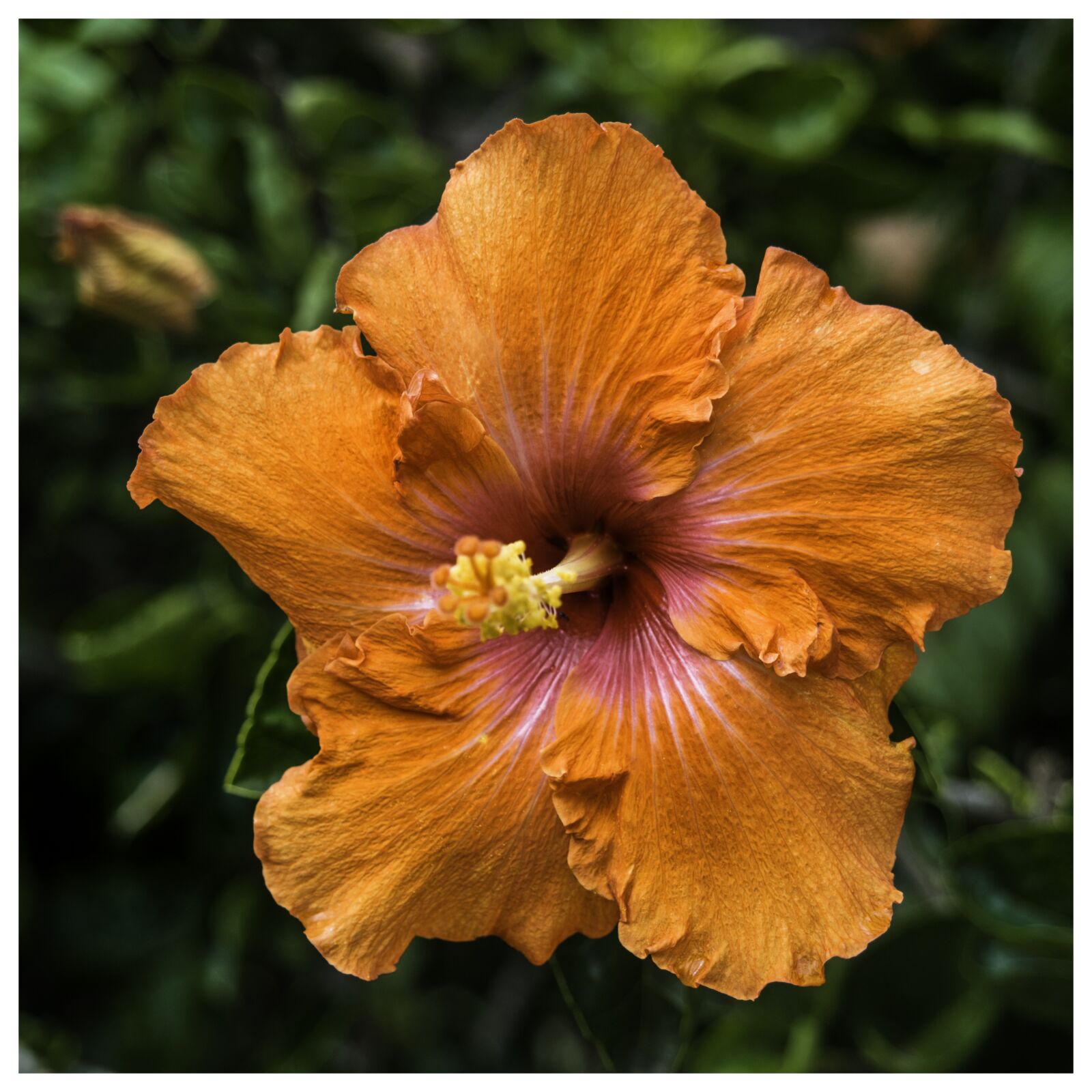 Olympus OM-D E-M5 sample photo. Flower, orange, hibiscus photography
