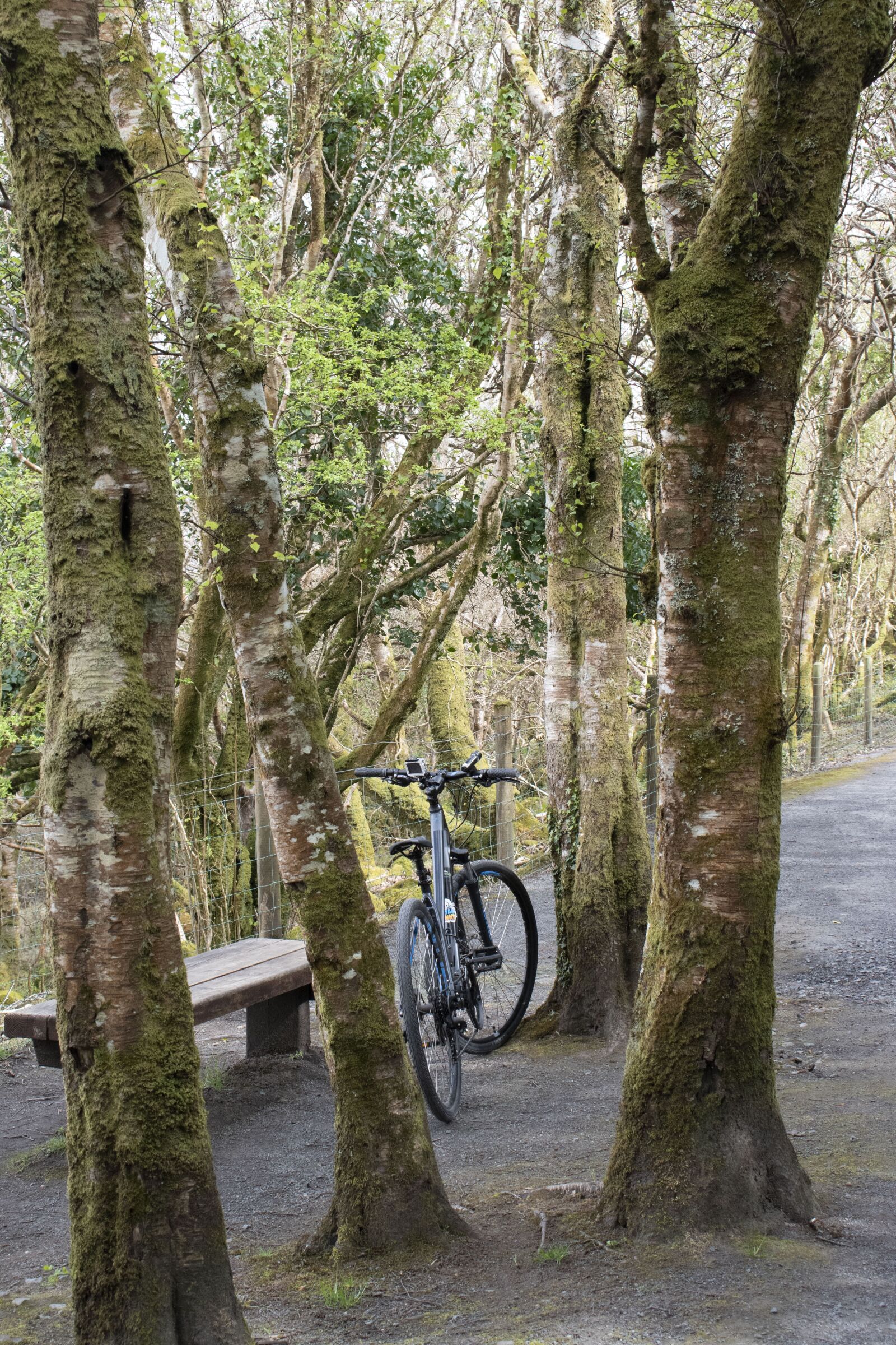 Nikon D5500 sample photo. Bike, trees, greenway photography