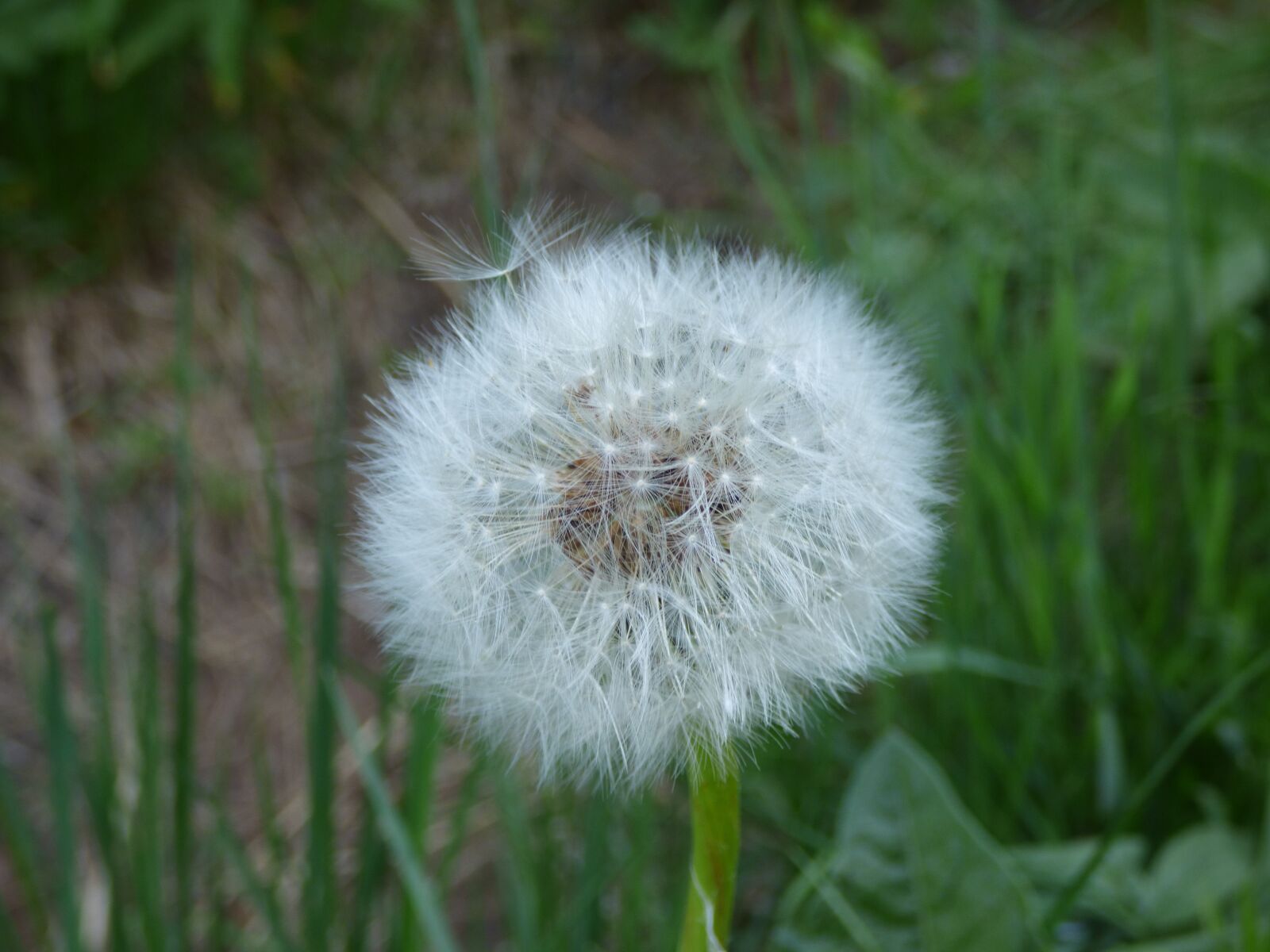 Panasonic DMC-FZ72 sample photo. Dandelion, flower, closeup photography