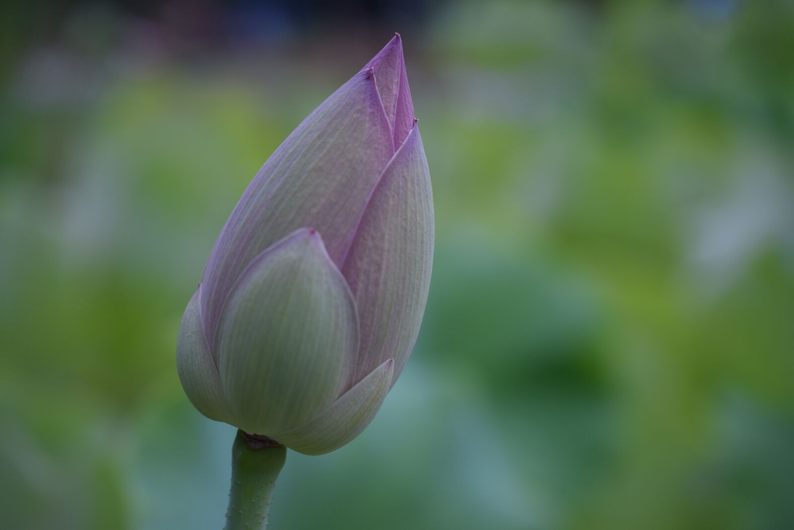 Nikon D3300 sample photo. Lotus, bud, nelumbo nucifera photography