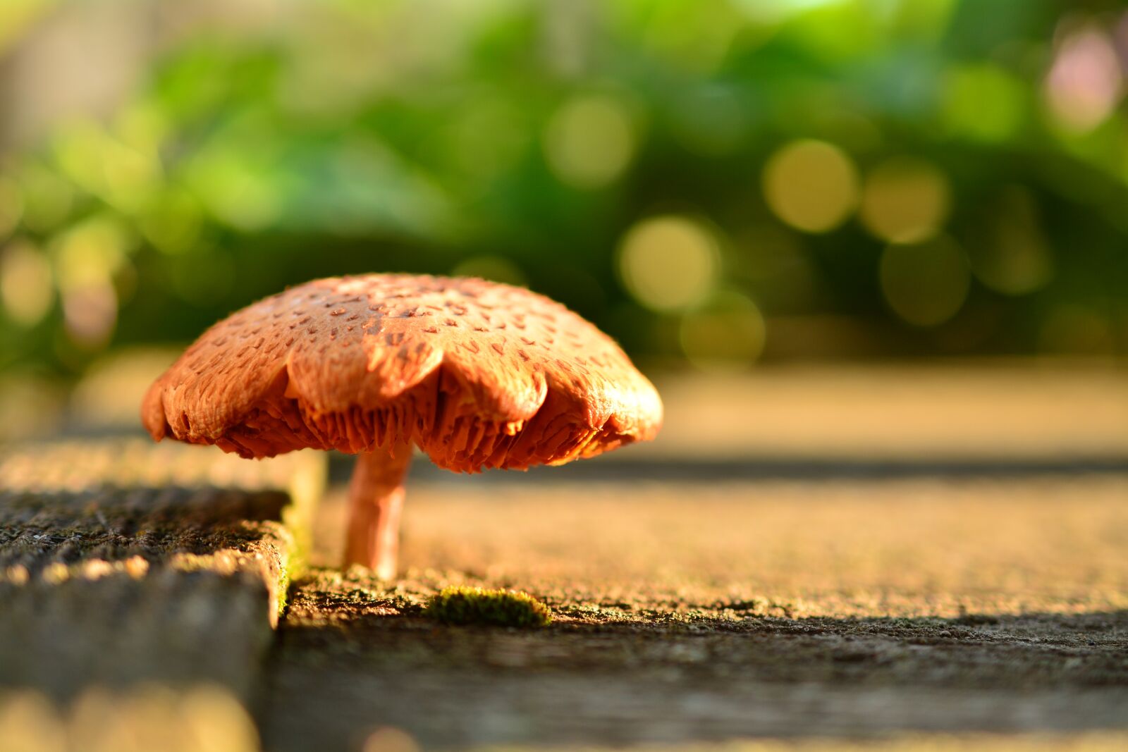 Nikon D5200 sample photo. Macro, mushroom, fungus photography
