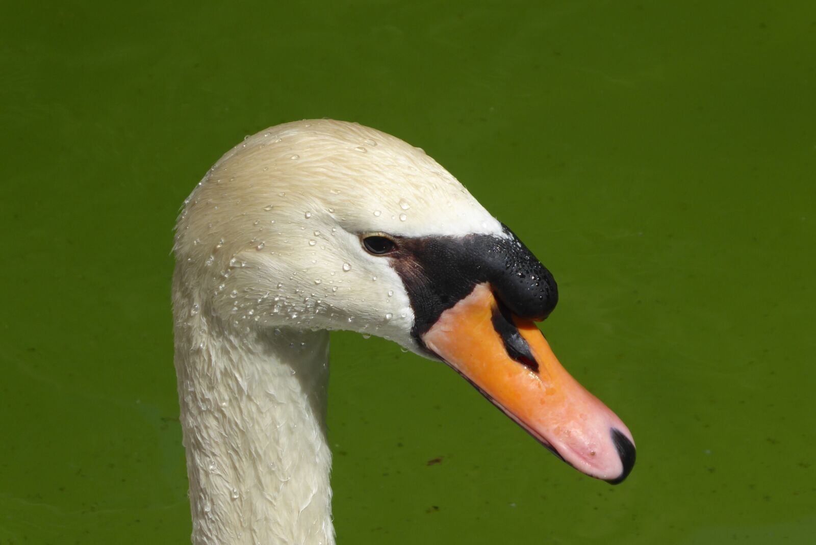 Panasonic DMC-TZ71 sample photo. Bird, animal world, nature photography