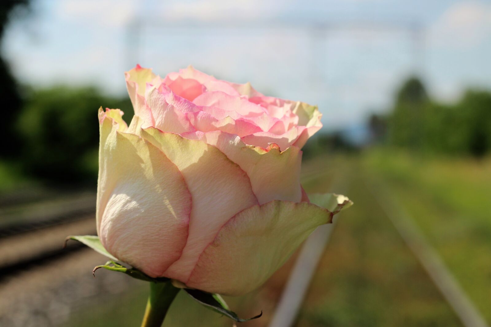Canon EOS 600D (Rebel EOS T3i / EOS Kiss X5) + Canon EF 50mm F1.8 II sample photo. White pink rose, near photography